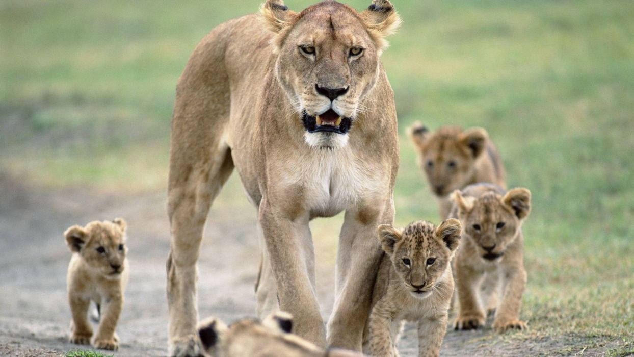 lioness, cubs, dirt path, SD Desktop Wallpaper
