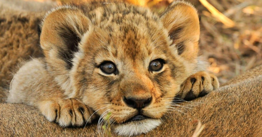 Baby Lion, lion cub, mother, SD Desktop Wallpaper