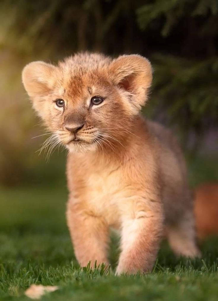 fluffy baby lion, golden fur, curious eyes, SD Phone Wallpaper