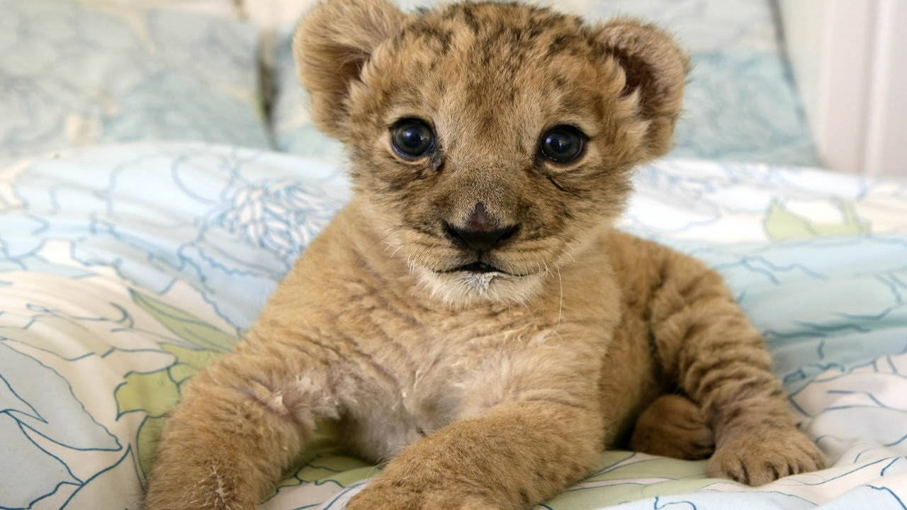Baby Lion, bed, patterned bedspread, HD Desktop Wallpaper