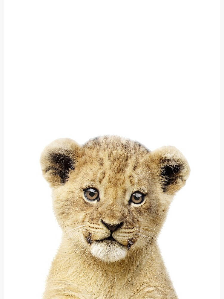 Baby Lion, young lion cub, soft golden fur, SD Phone Wallpaper