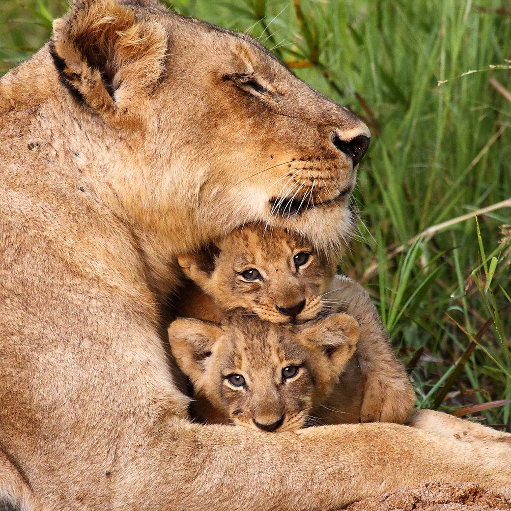 lioness, two curious cubs, lush green grass, SD Desktop Wallpaper