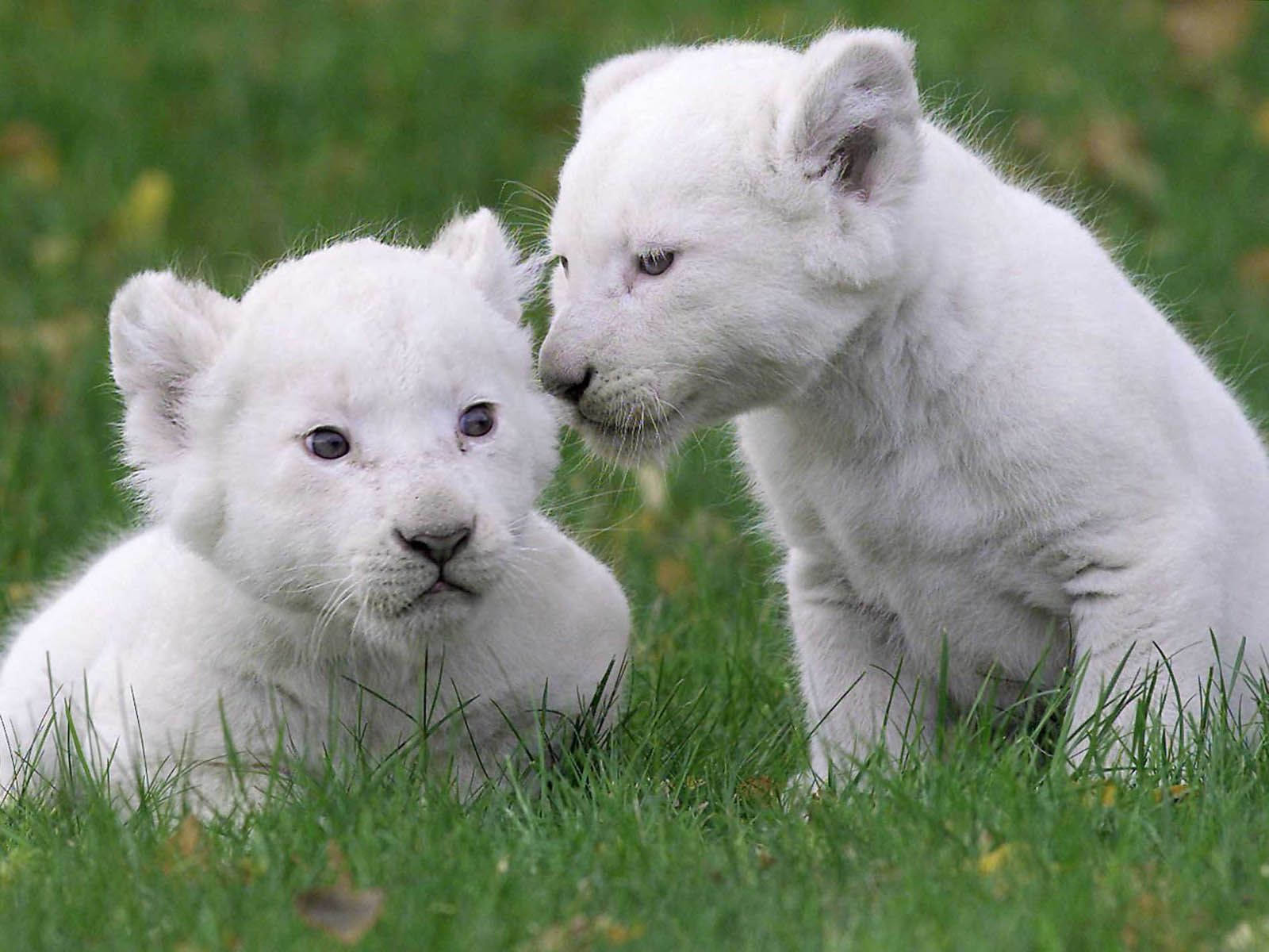 white baby lions, fluffy white lion cubs, vibrant green grass, HD Desktop Wallpaper