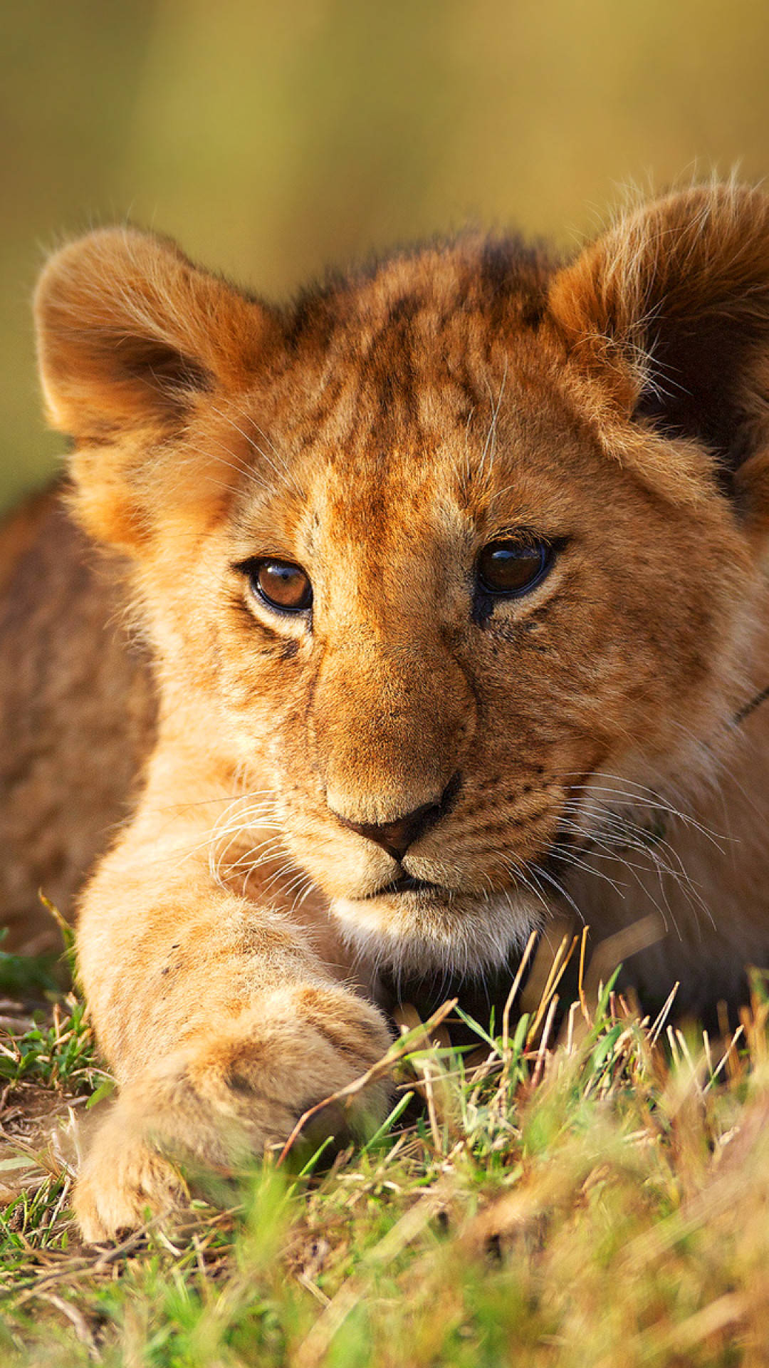 Baby Lion, daylight, grass, Full HD Phone Wallpaper