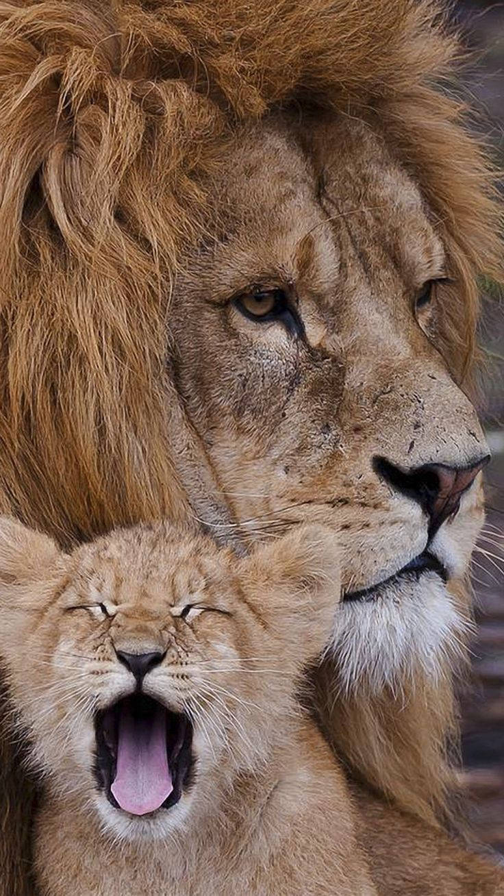 Baby Lion, yawning, cub, HD Phone Wallpaper