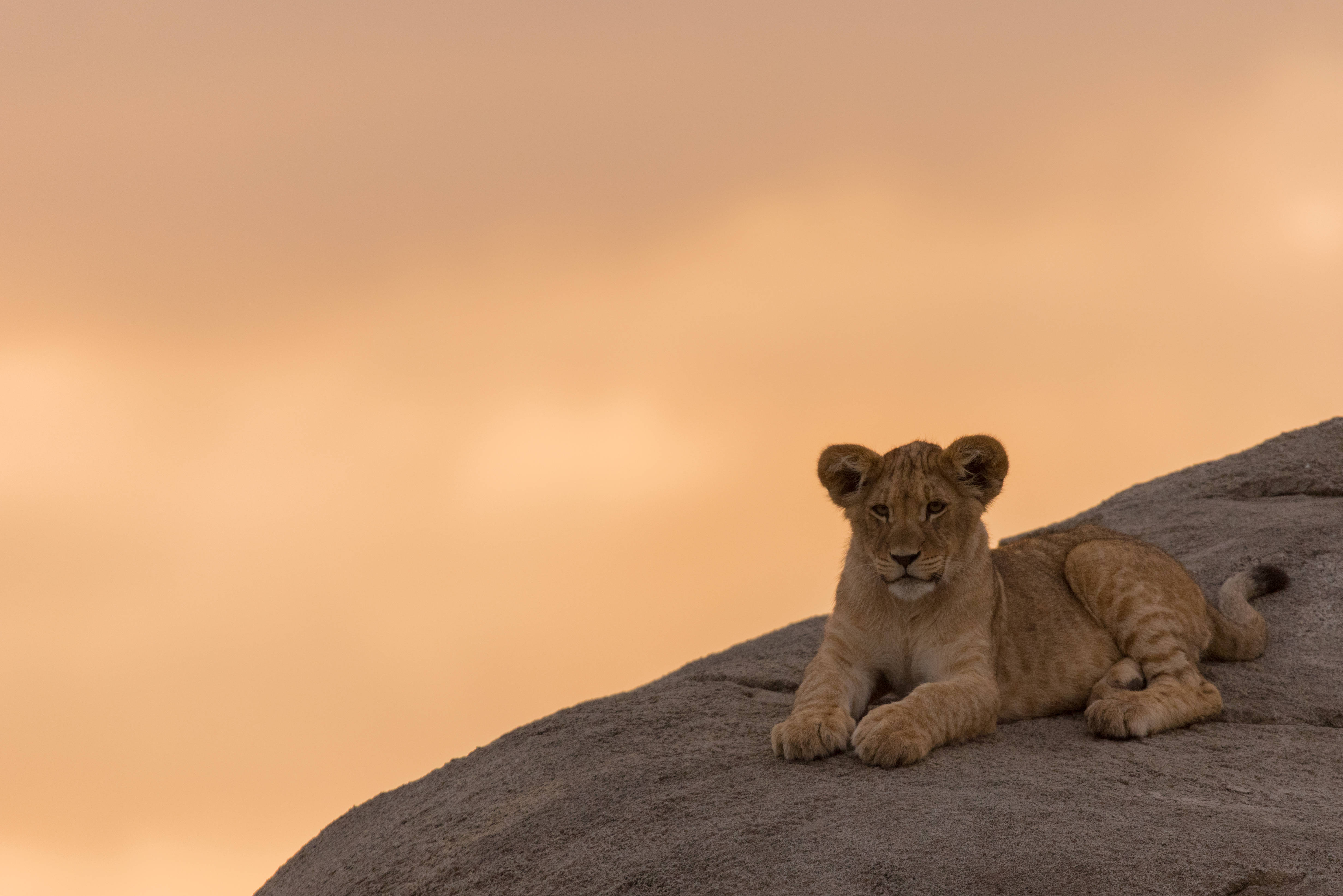 lion cub, rugged rock, golden sunset sky, 4K Desktop Wallpaper