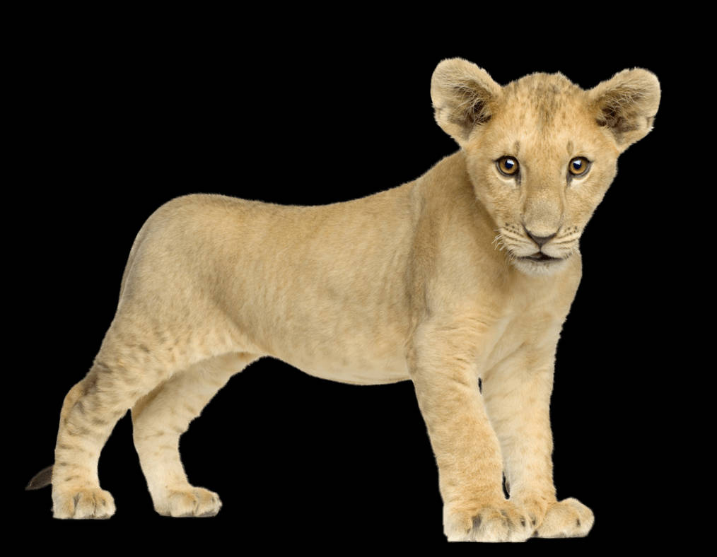 Baby Lion, golden fur, curious gaze, SD Desktop Wallpaper