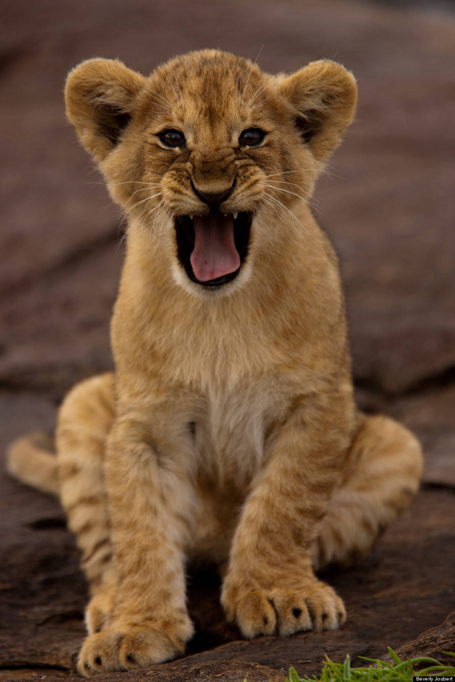 Baby Lion, rocky terrain, playful yawn, HD Phone Wallpaper