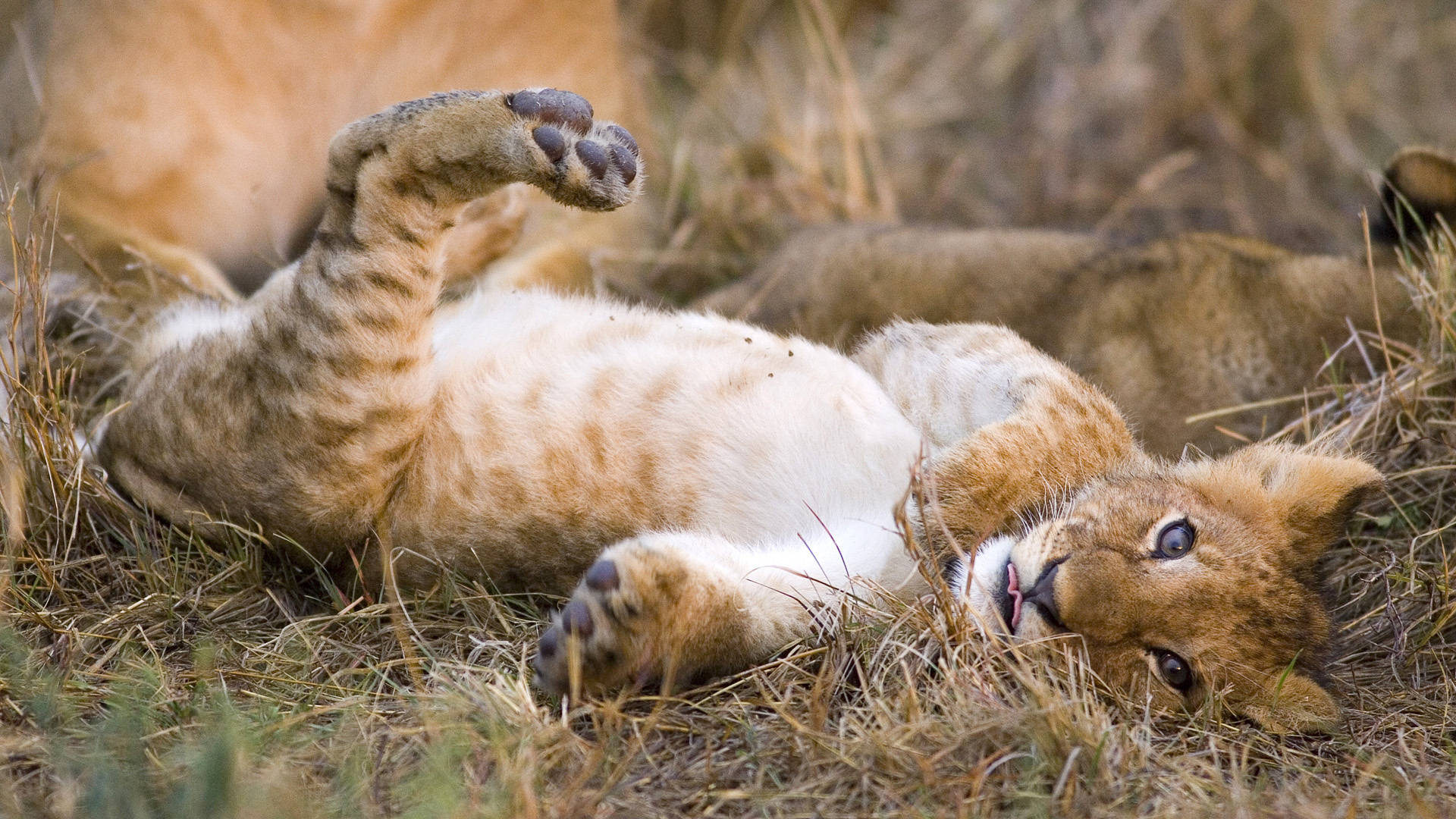 Baby Lion, grass, dry grass, Full HD Desktop Wallpaper