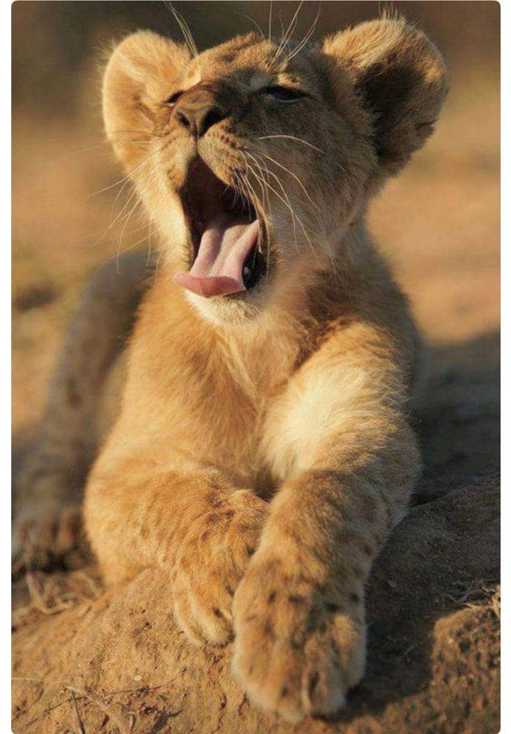 Baby Lion, yawning, sunset, SD Phone Wallpaper