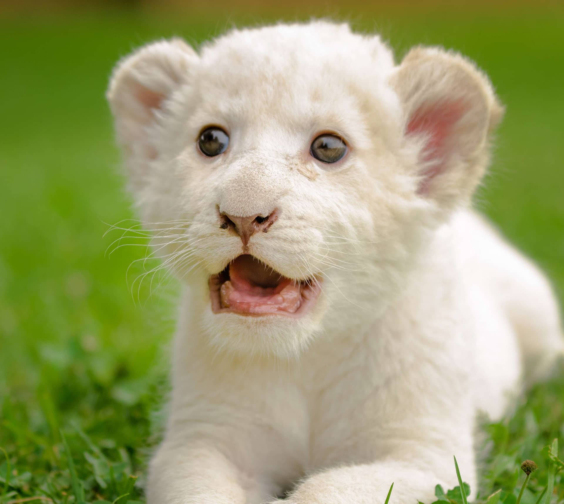 white lion cub, wide curious eyes, vibrant green grass, Full HD Desktop Wallpaper