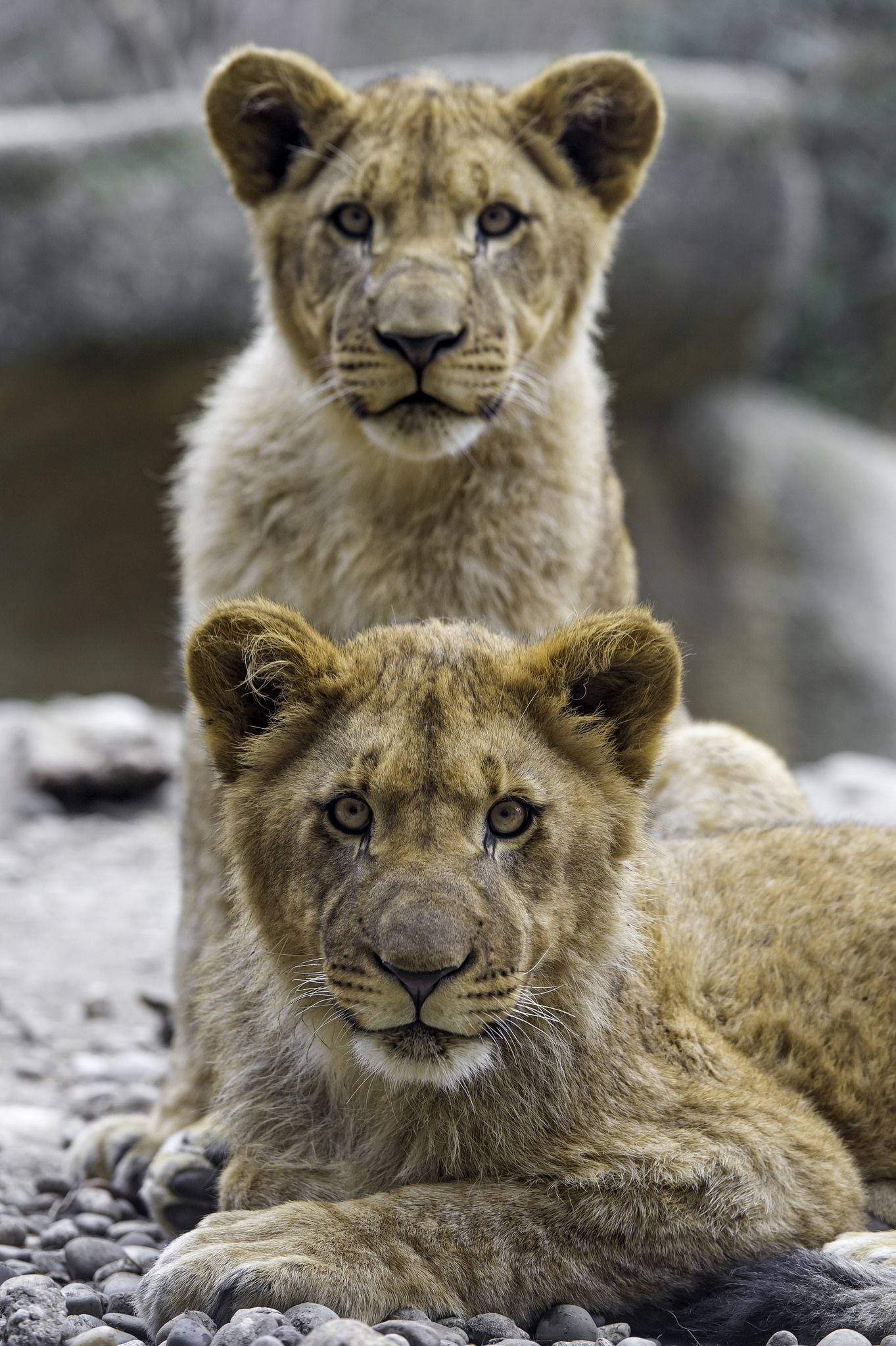 baby lions, golden fur, rocks, Full HD Phone Wallpaper