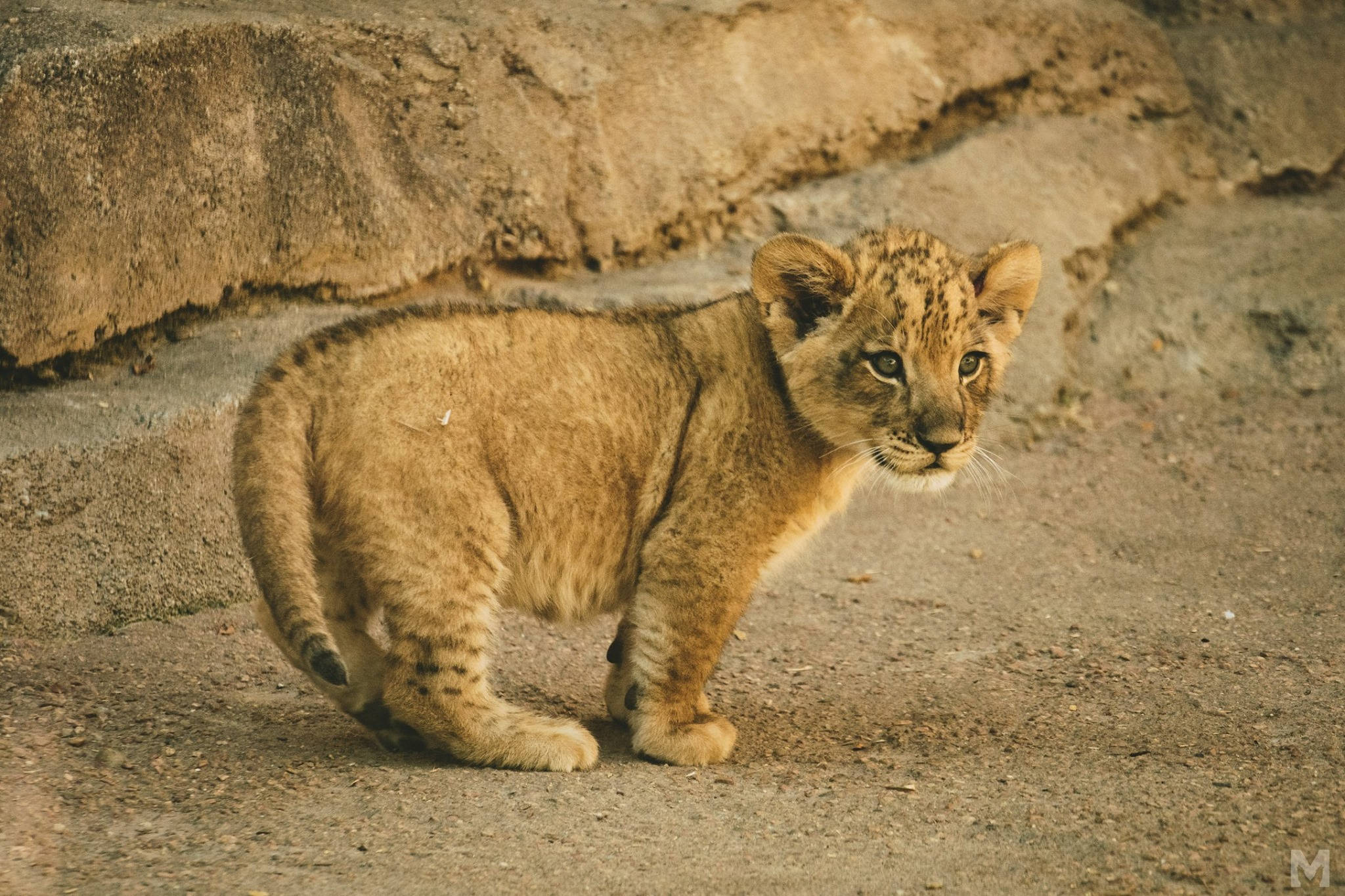 Baby Lion, lion cub, spotted fur, Full HD Desktop Wallpaper