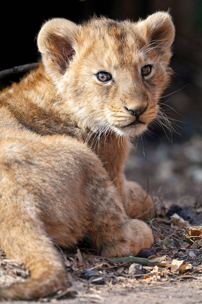 baby lion, lion cub, fluffy golden fur, SD Phone Wallpaper