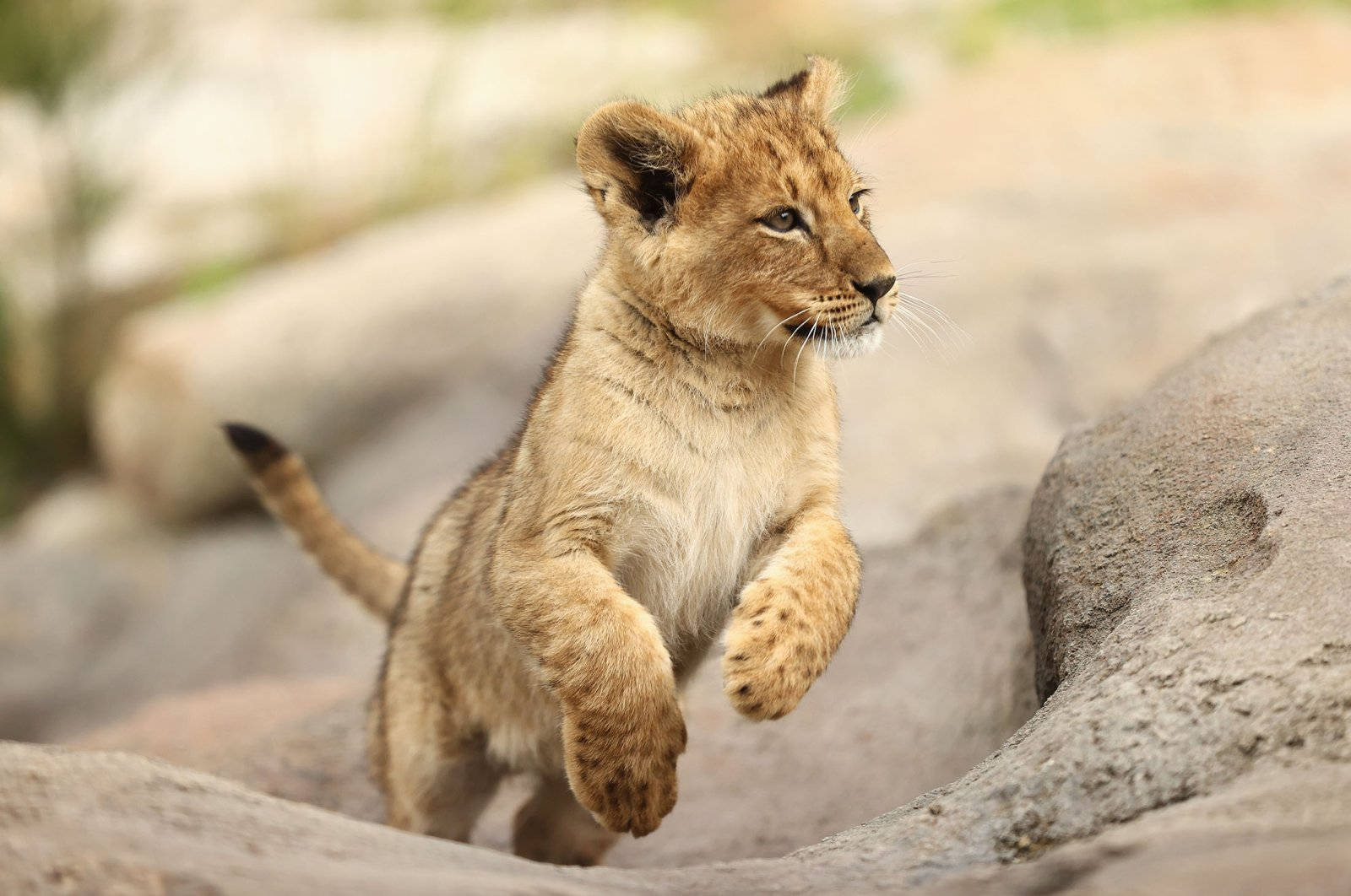 Baby Lion, mid jump, tiny lion cub, HD Desktop Wallpaper