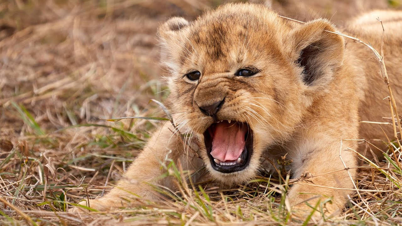 baby lion, fluffy golden fur, dry grass, HD Desktop Wallpaper
