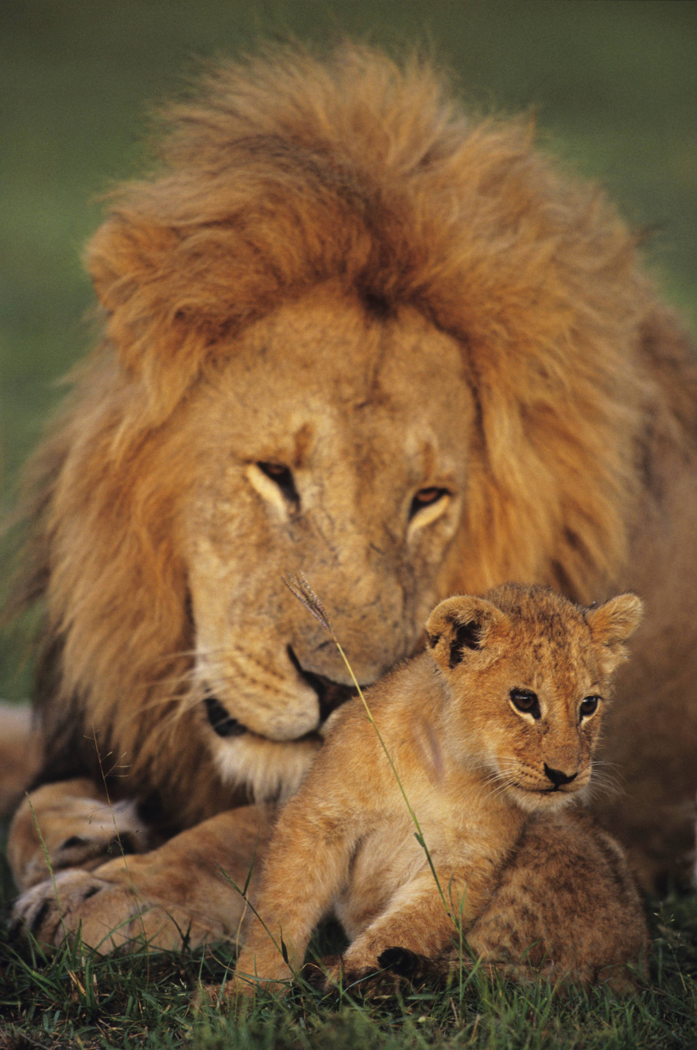 Baby Lion, adult male lion, full mane, Full HD Phone Wallpaper