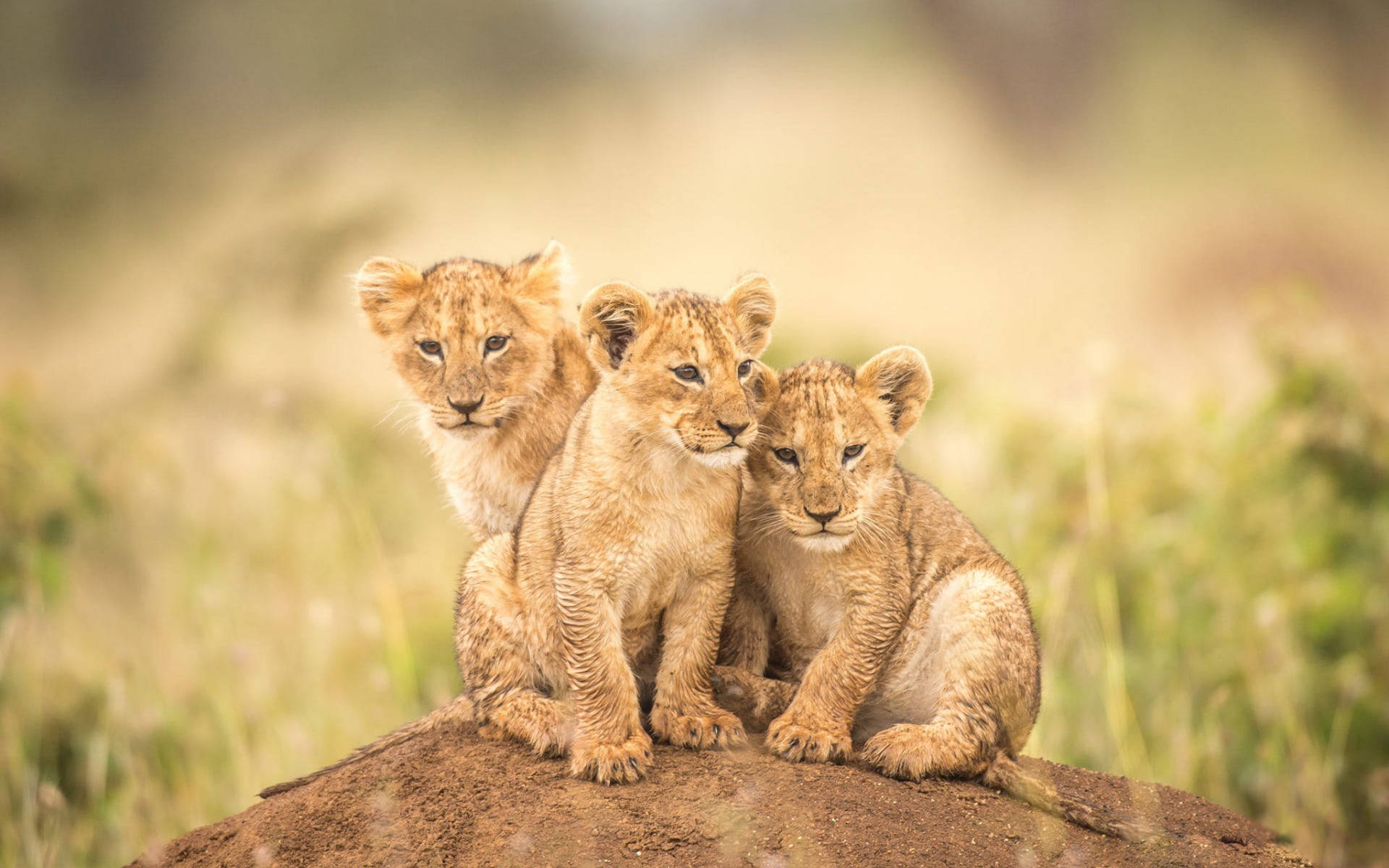 Tiny Cubs Lion, lion cubs, dirt mound, Full HD Desktop Wallpaper