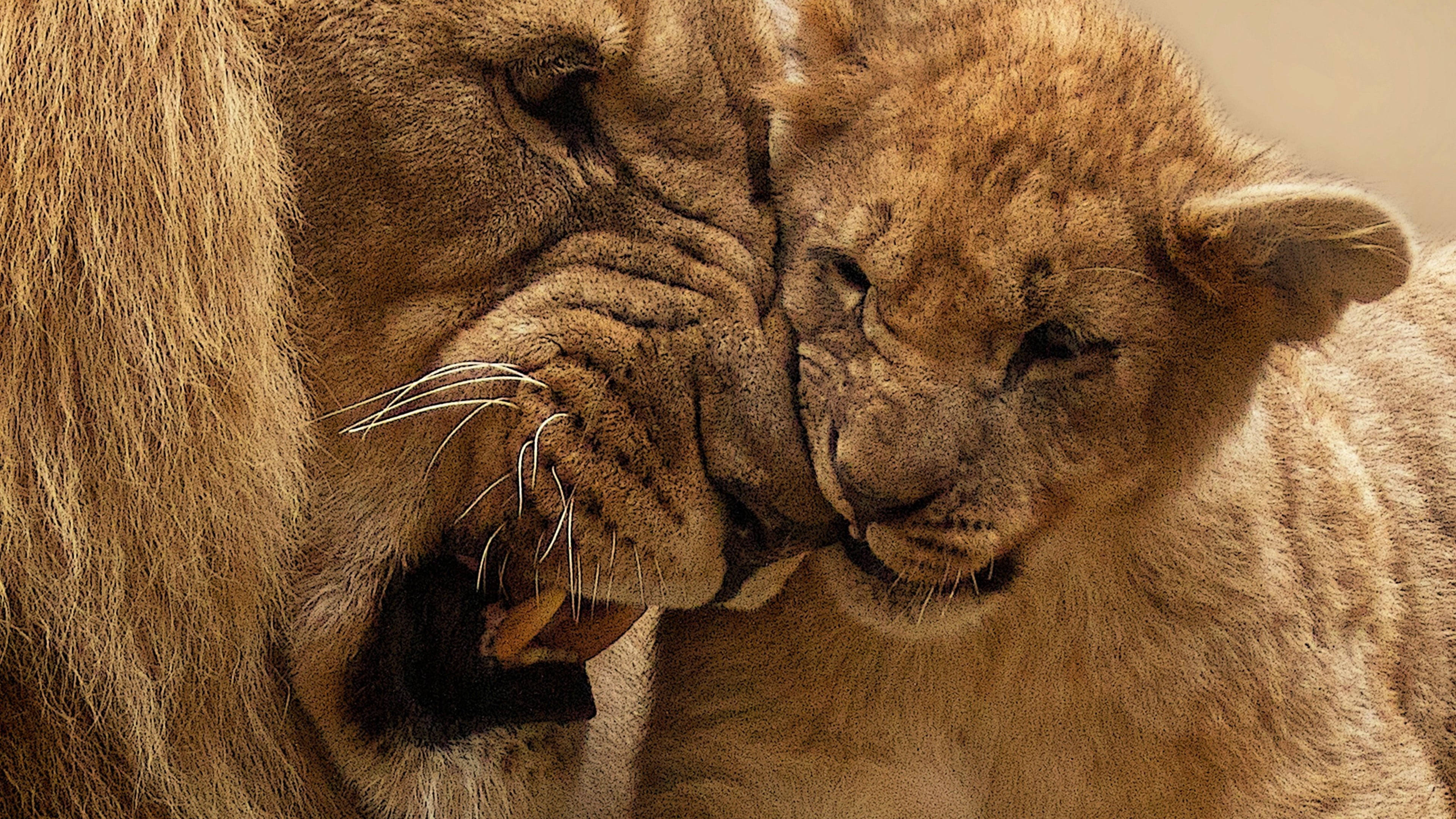 cuddly lion, lion, cub, 4K Desktop Wallpaper