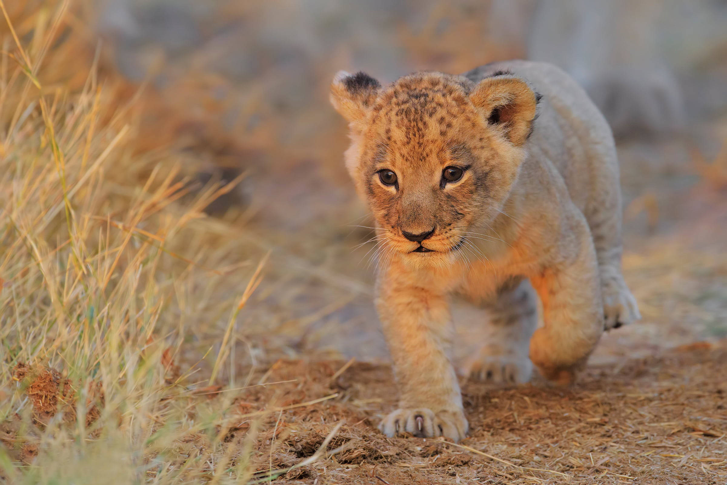 Baby Lion, lion cub, spotted fur, Full HD Desktop Wallpaper