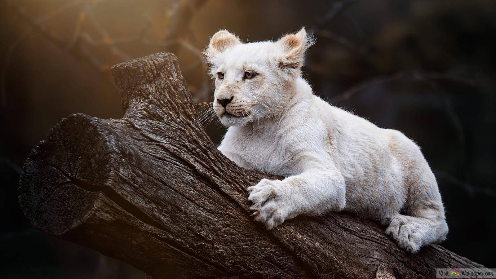white lion cub, weathered log, soft sunlight, HD Desktop Wallpaper
