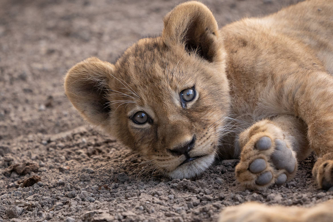 Baby Lion, young lion cub, big blue eyes, SD Desktop Wallpaper