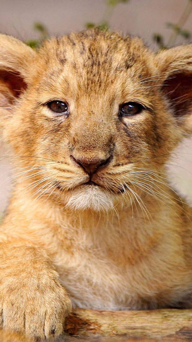 Sleepy Baby Lion, young lion cub, soft golden fur, HD Phone Wallpaper