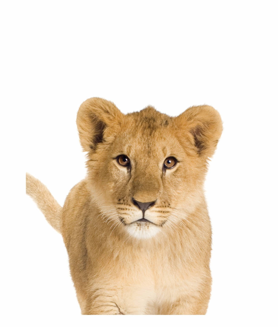 Baby Lion, golden fur, brown eyes, SD Phone Wallpaper