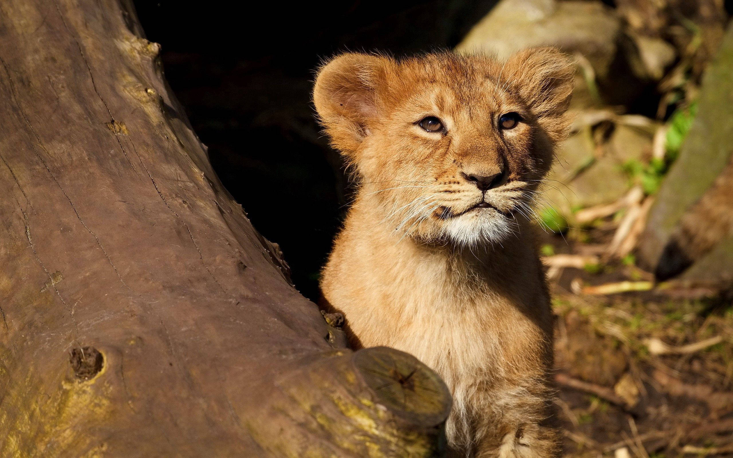 lion cub, sunlit tree trunk, natural woodland setting, 2K Desktop Wallpaper