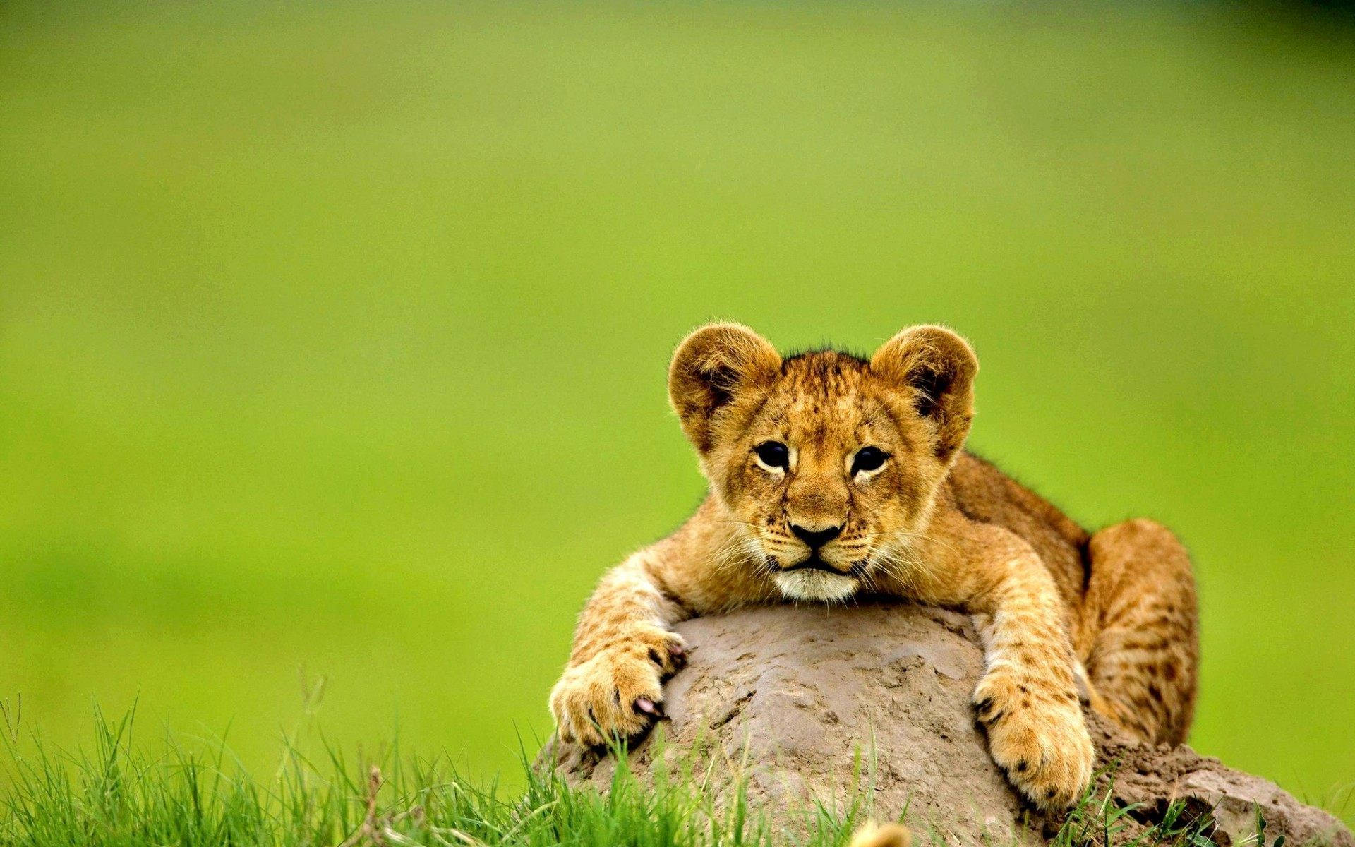 baby lion, lion cub, rock, Full HD Desktop Wallpaper