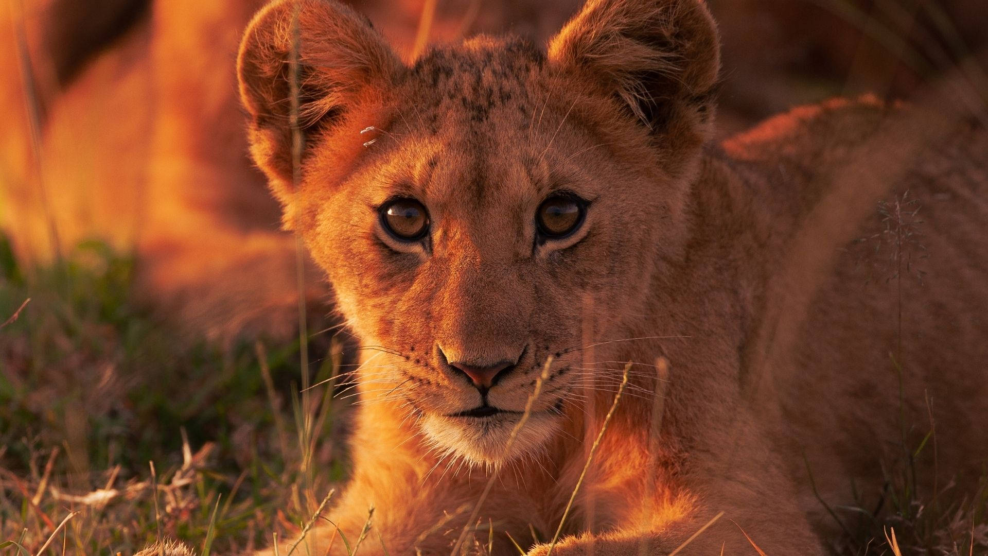 Baby Lion, golden grass, warm sunset light, Full HD Desktop Wallpaper