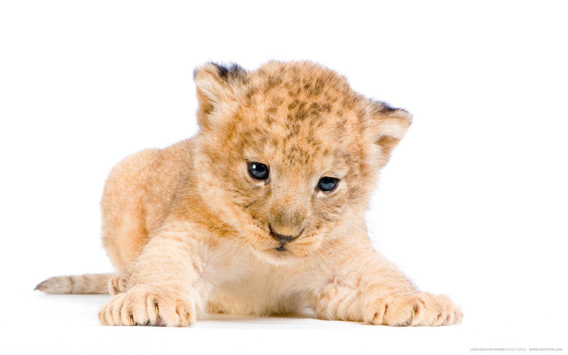 small lion cub, golden fur, dark spots, Full HD Desktop Wallpaper