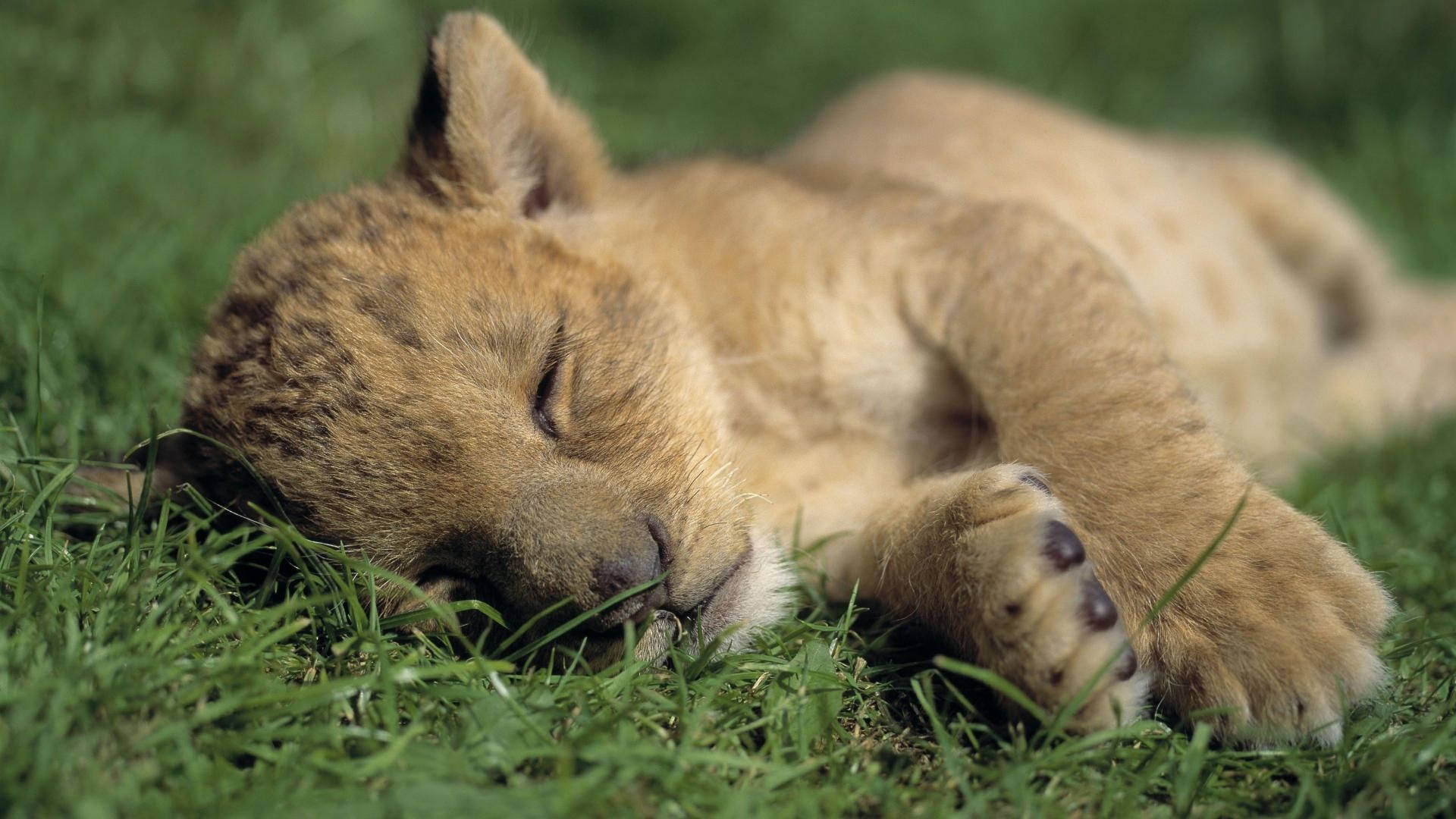 baby lion, lion cub, lush green grass, Full HD Desktop Wallpaper