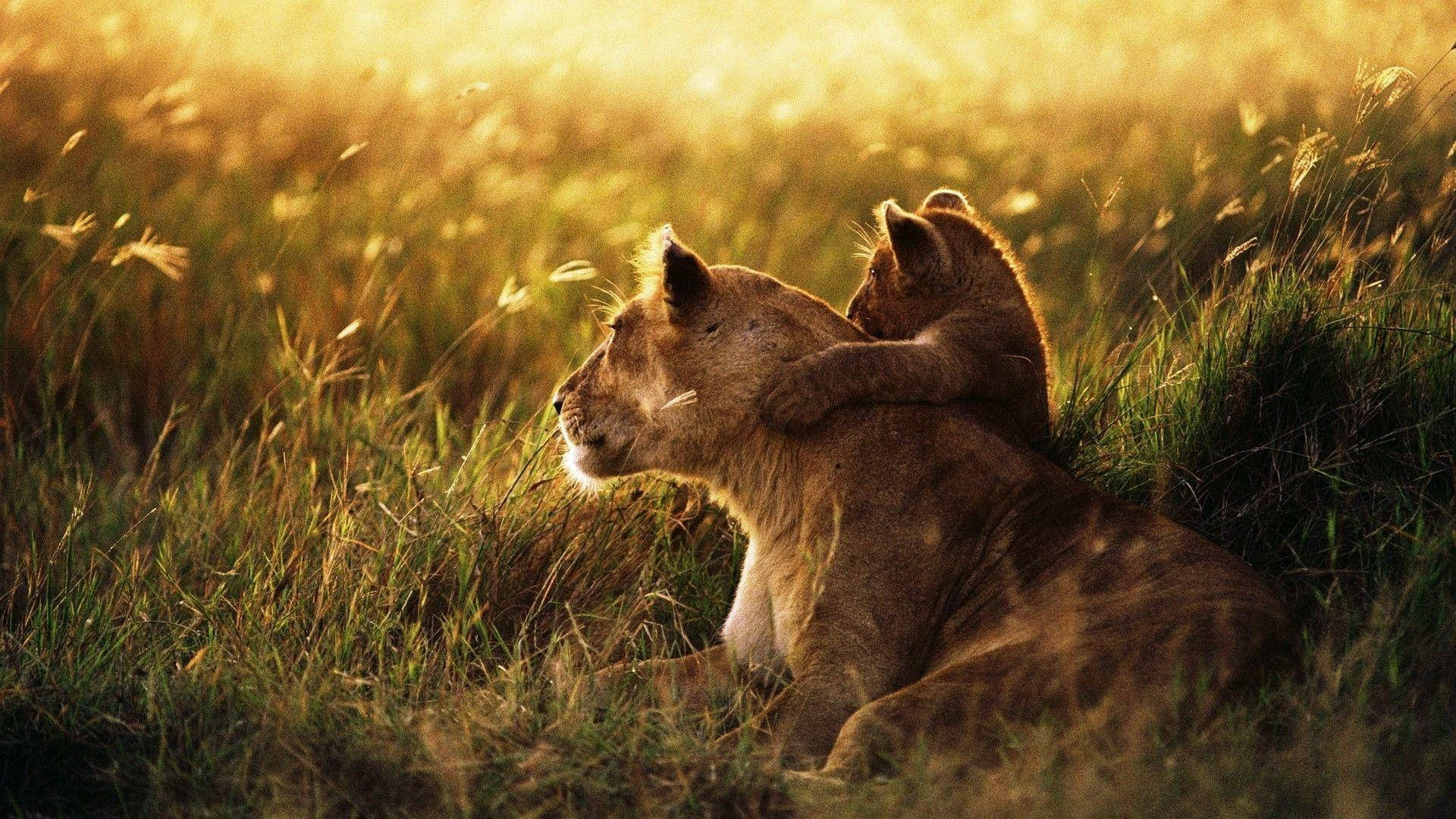lioness, lion cub, golden grass, Full HD Desktop Wallpaper
