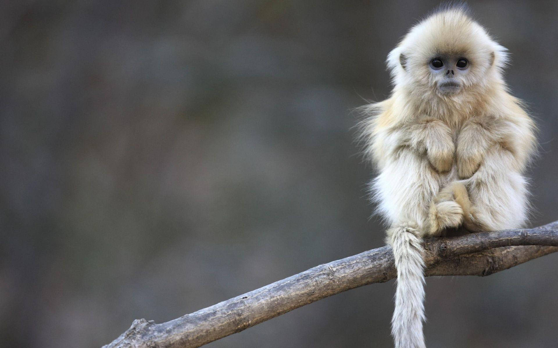 white baby monkey, fluffy golden monkey, bare branch, Full HD Desktop Wallpaper