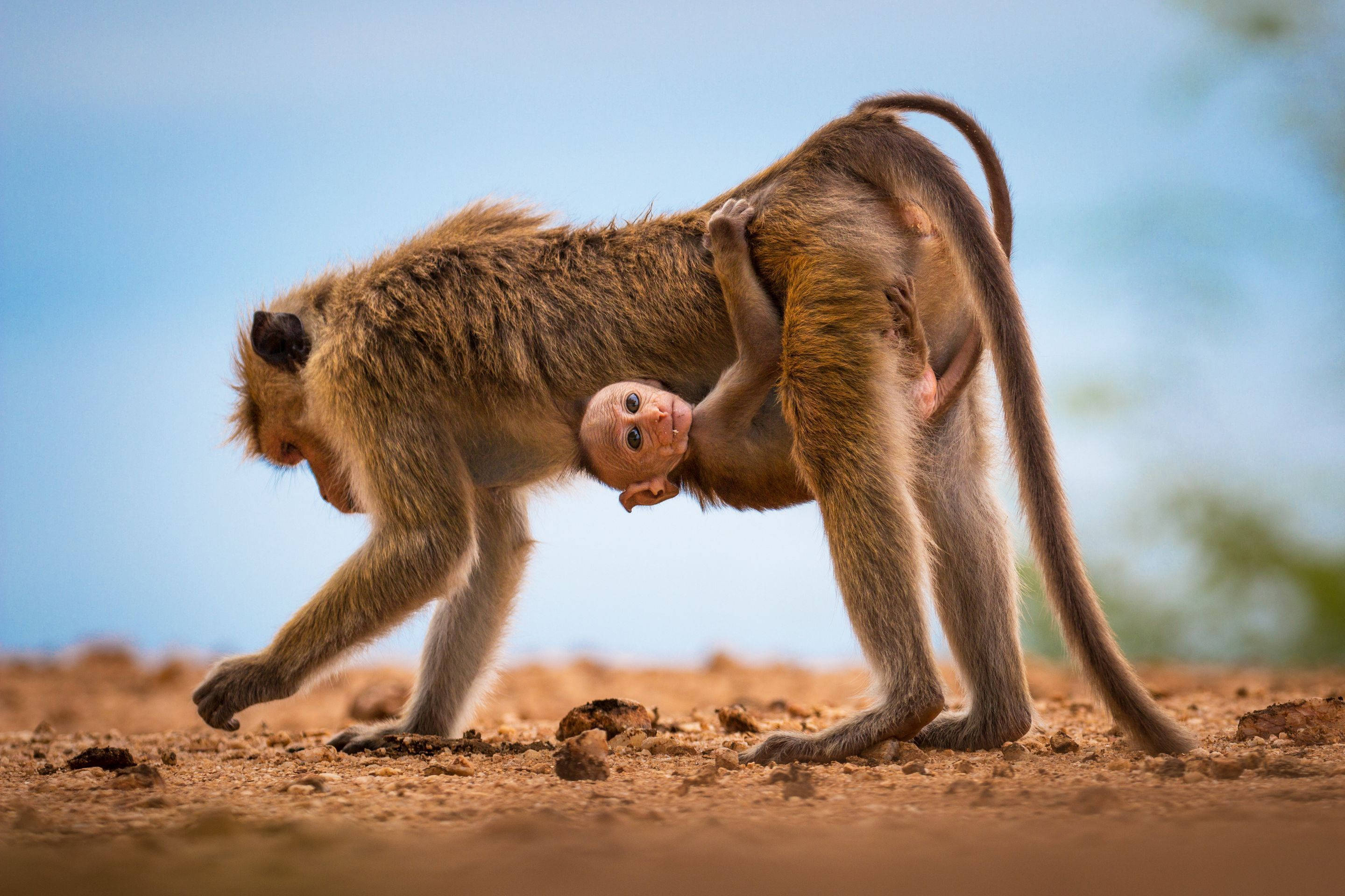 baby baboon monkey, mother monkey, tiny baby, 2K Desktop Wallpaper