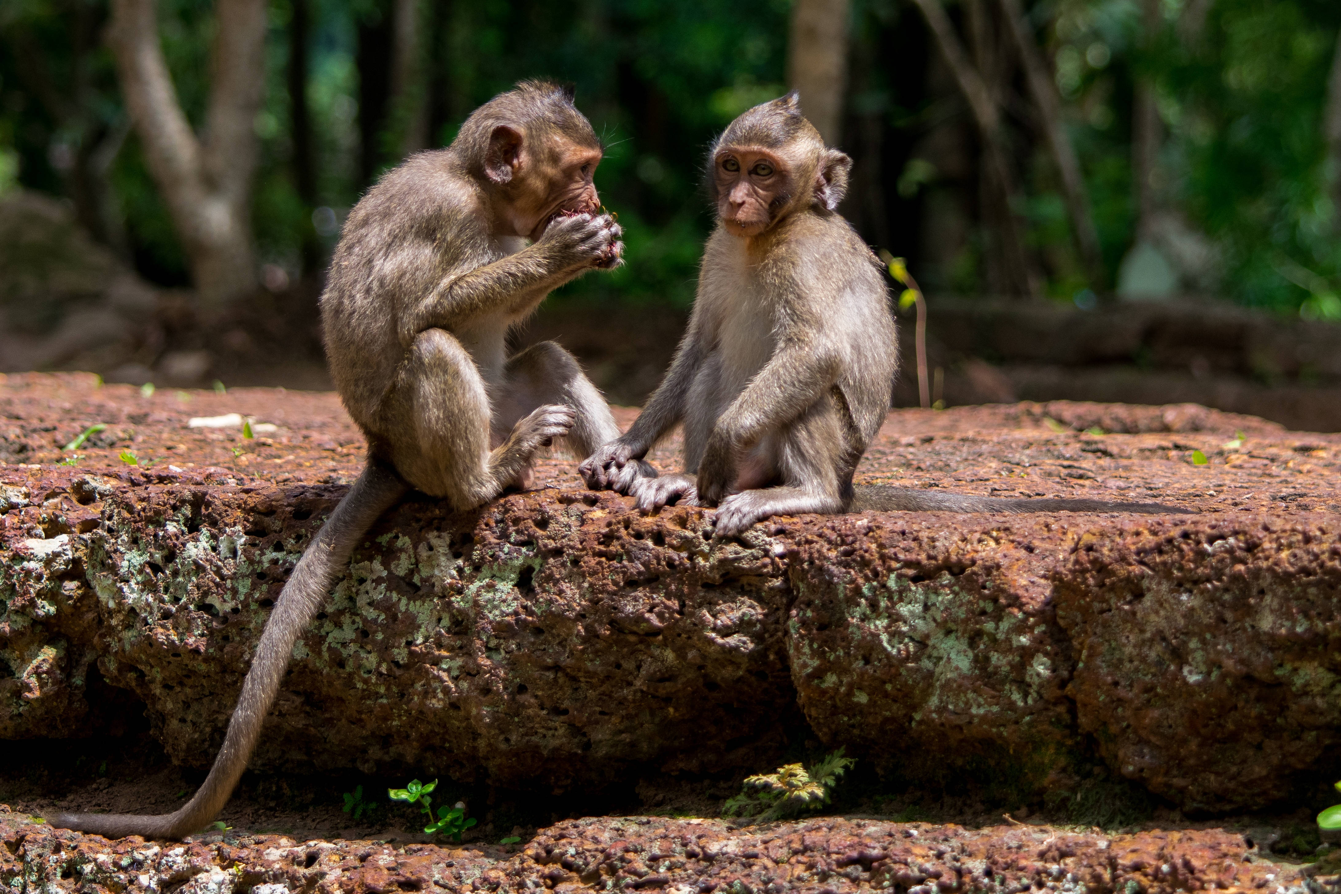 Baby monkey, mossy rock, sunlit forest, 4K Desktop Wallpaper