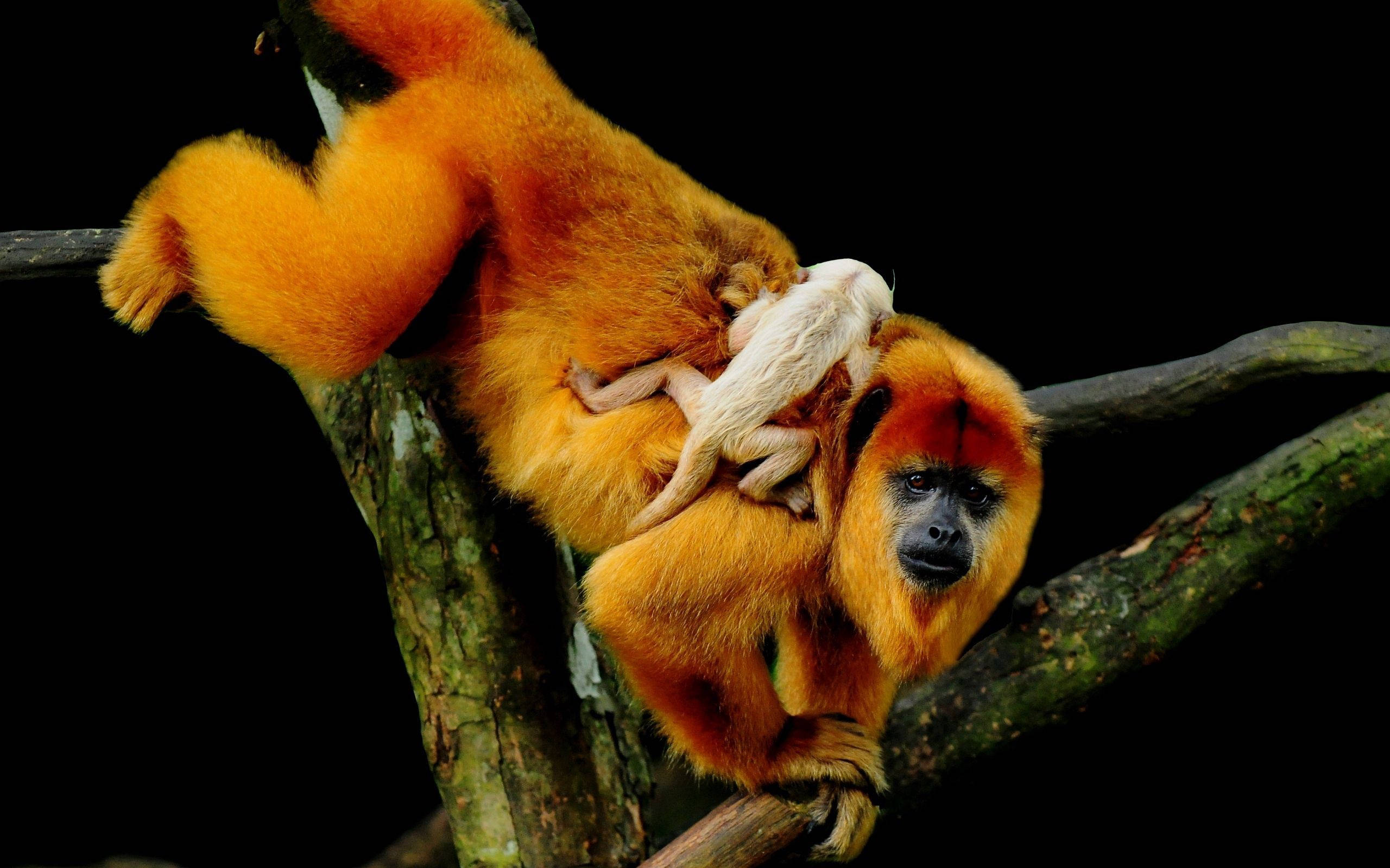 monkey baby, golden monkey, tree branches, 2K Desktop Wallpaper