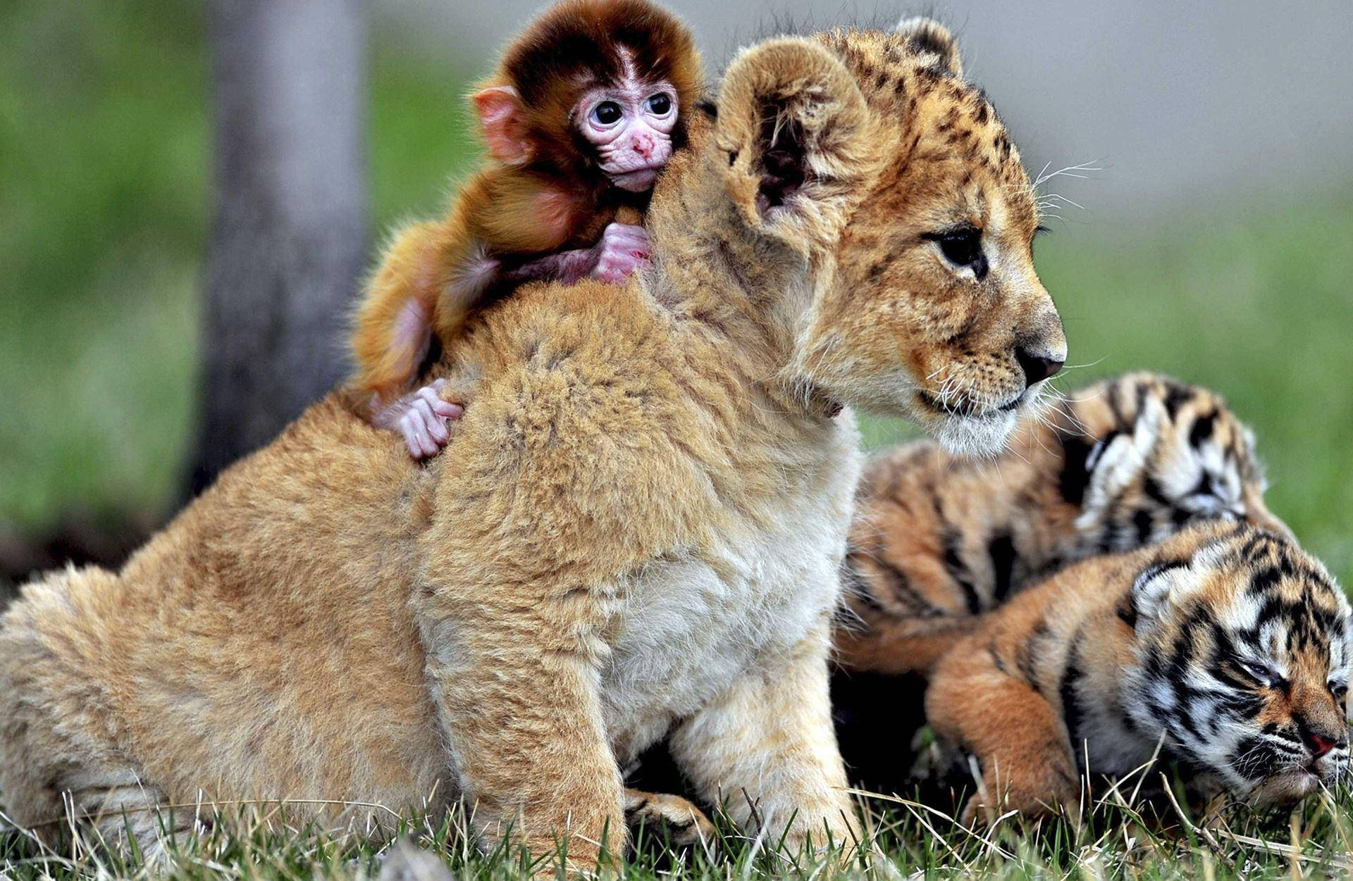 baby monkey, lion cub, tiger cubs, Full HD Desktop Wallpaper