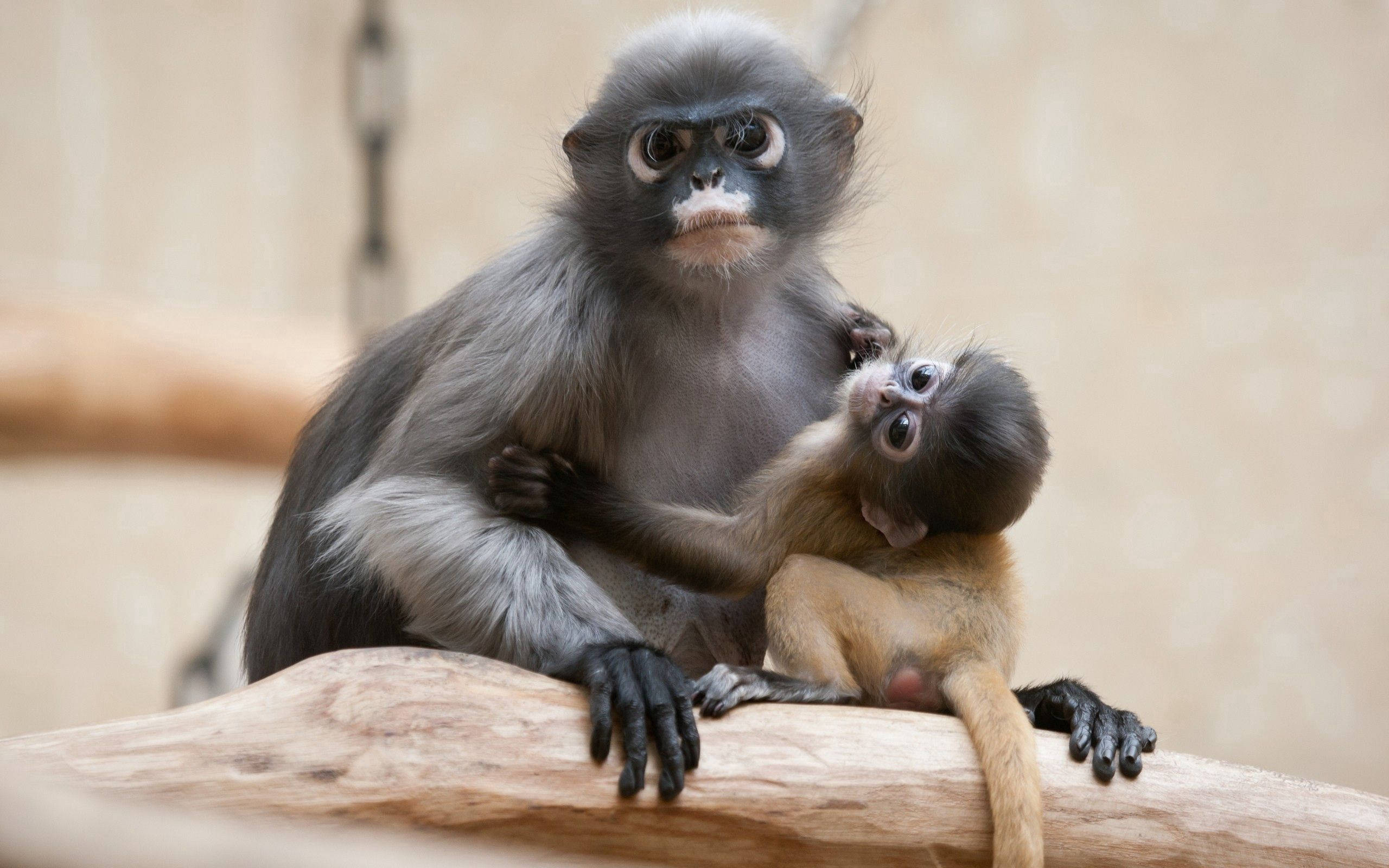mother monkey, dark fur, small baby monkey, 2K Desktop Wallpaper