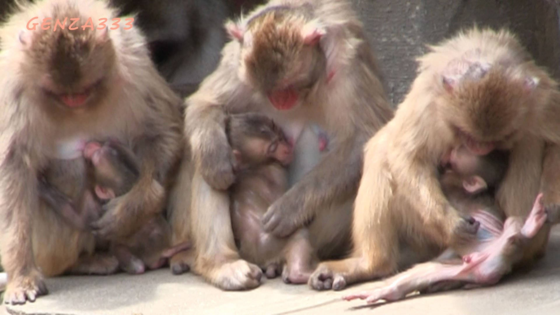 Baby Monkey, newborn infants, adult monkeys, Full HD Desktop Wallpaper
