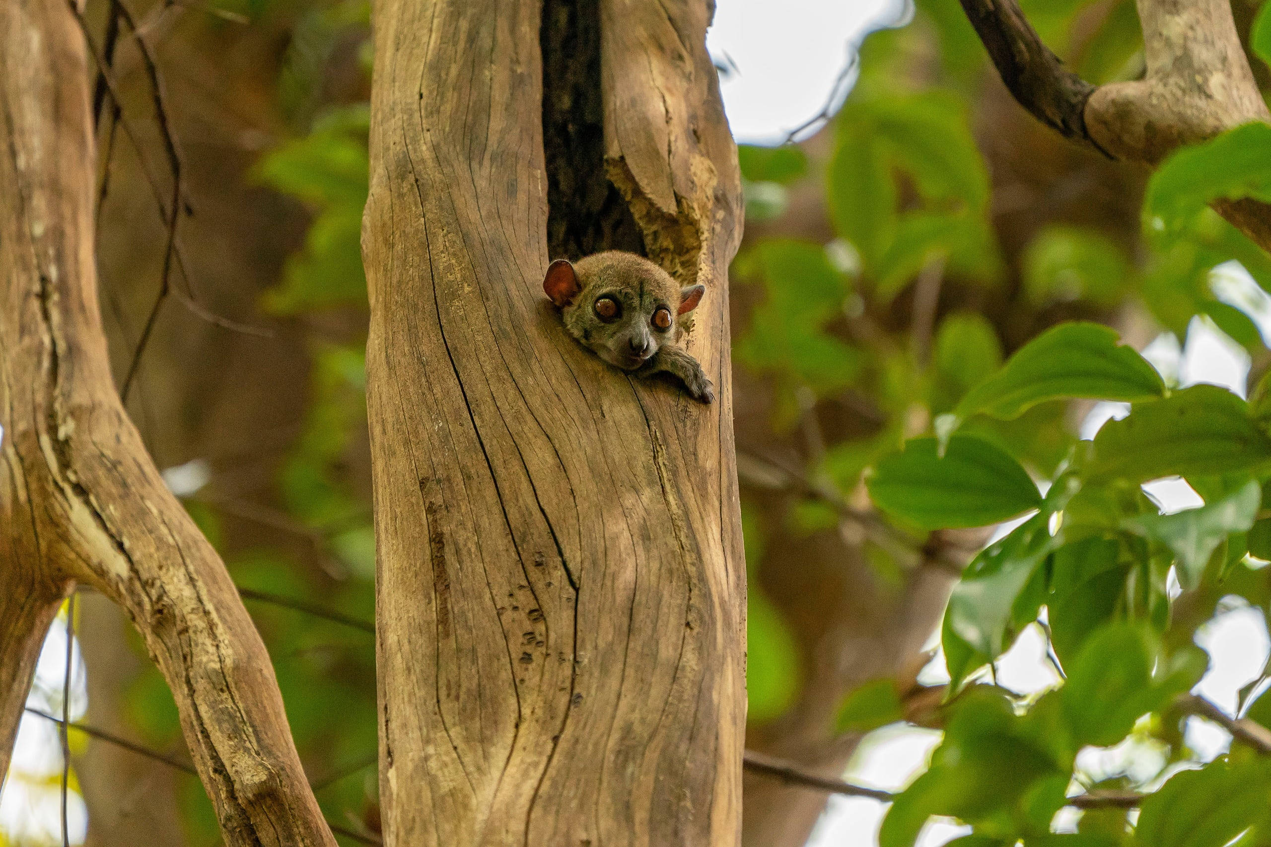 baby monkey, tree, hollow tree trunk, 2K Desktop Wallpaper