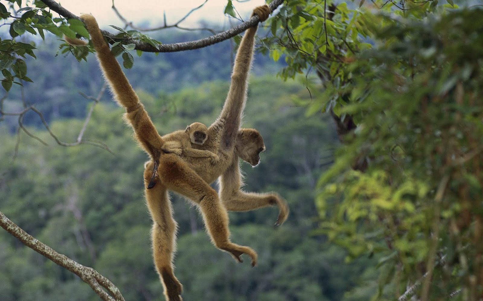 Baby Monkey, mother spider monkey, baby clinging tightly to her back, HD Desktop Wallpaper