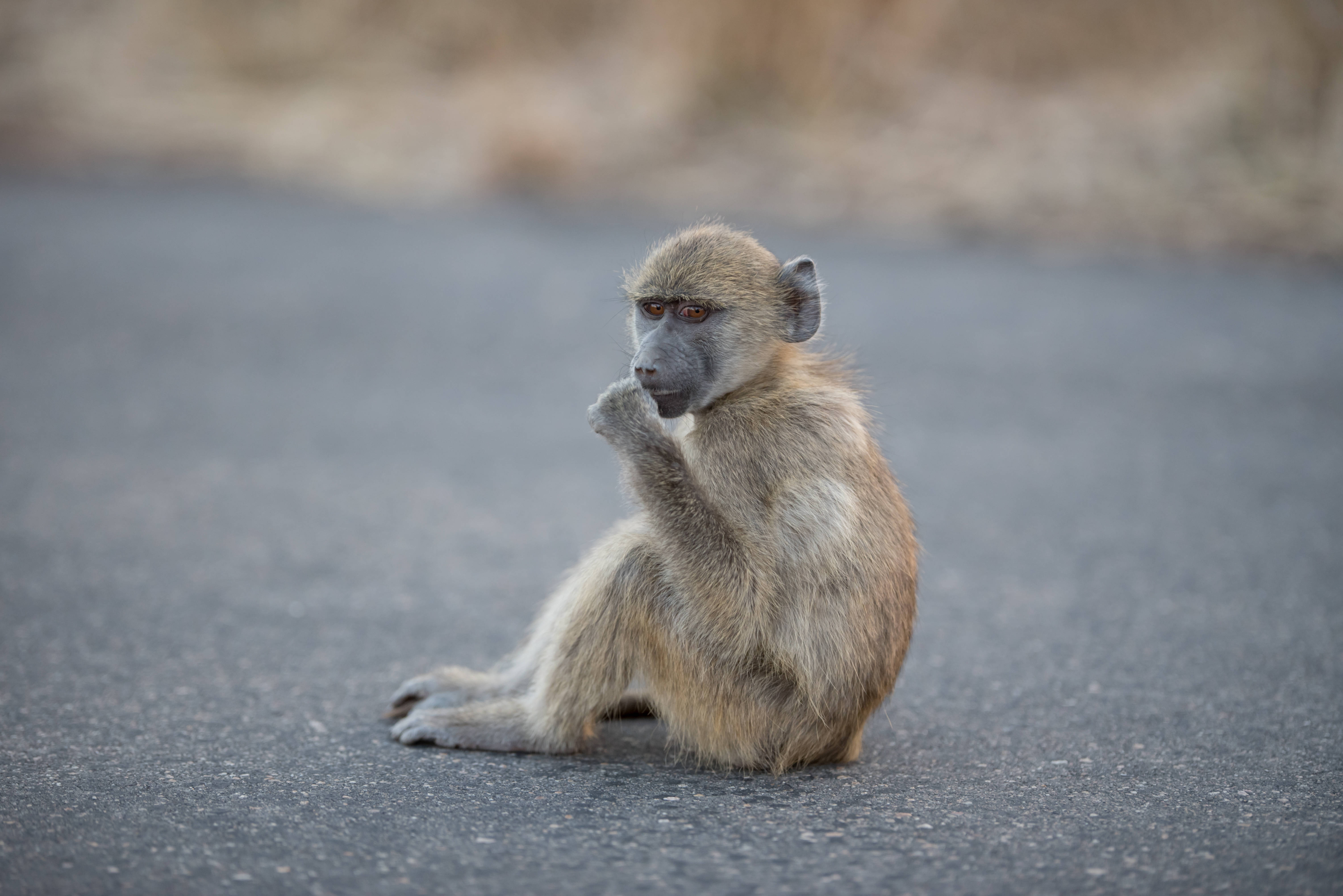 Baby Monkey, asphalt road, baboon, 5K Desktop Wallpaper