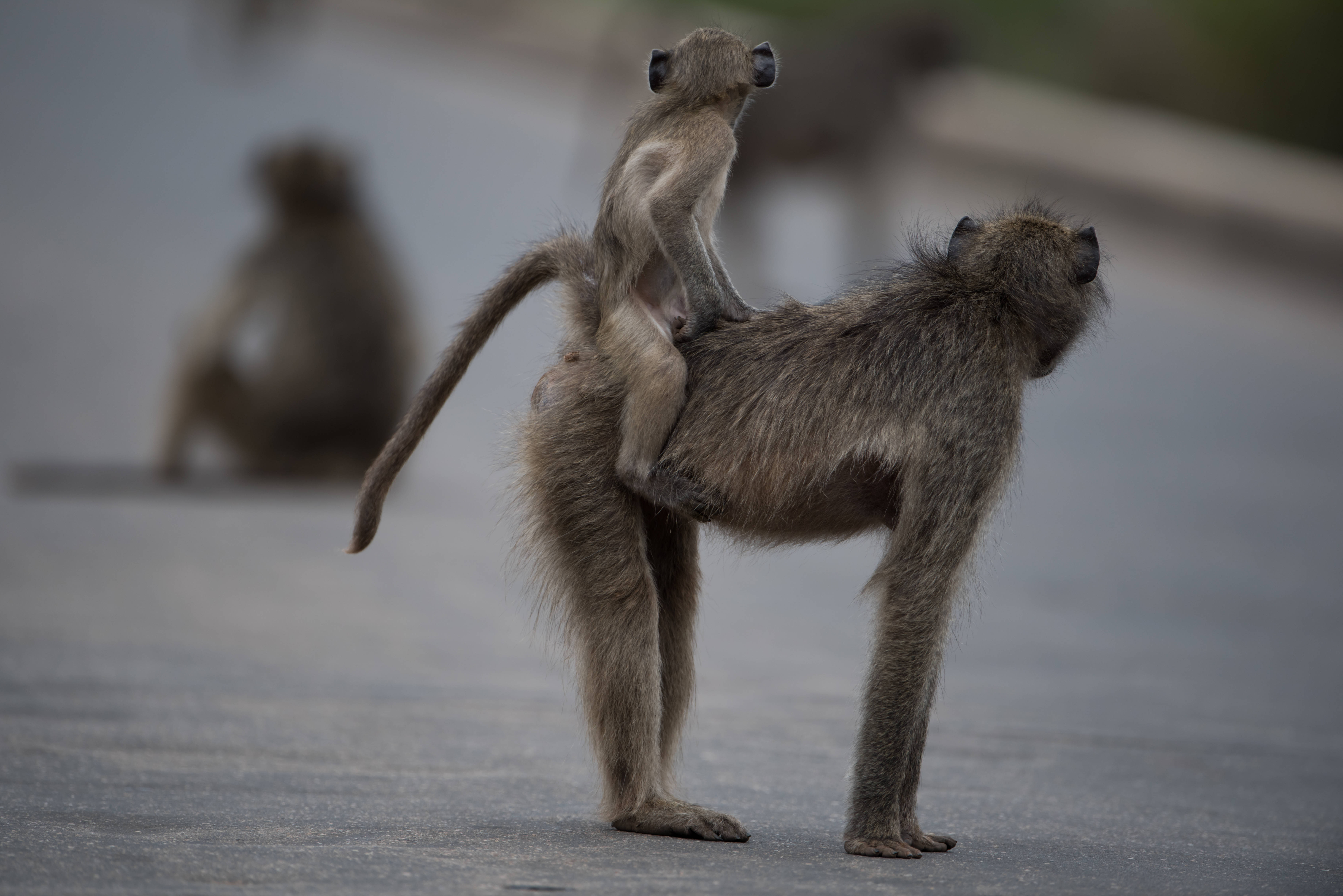 Baby monkey, baboon, paved road, 5K Desktop Wallpaper