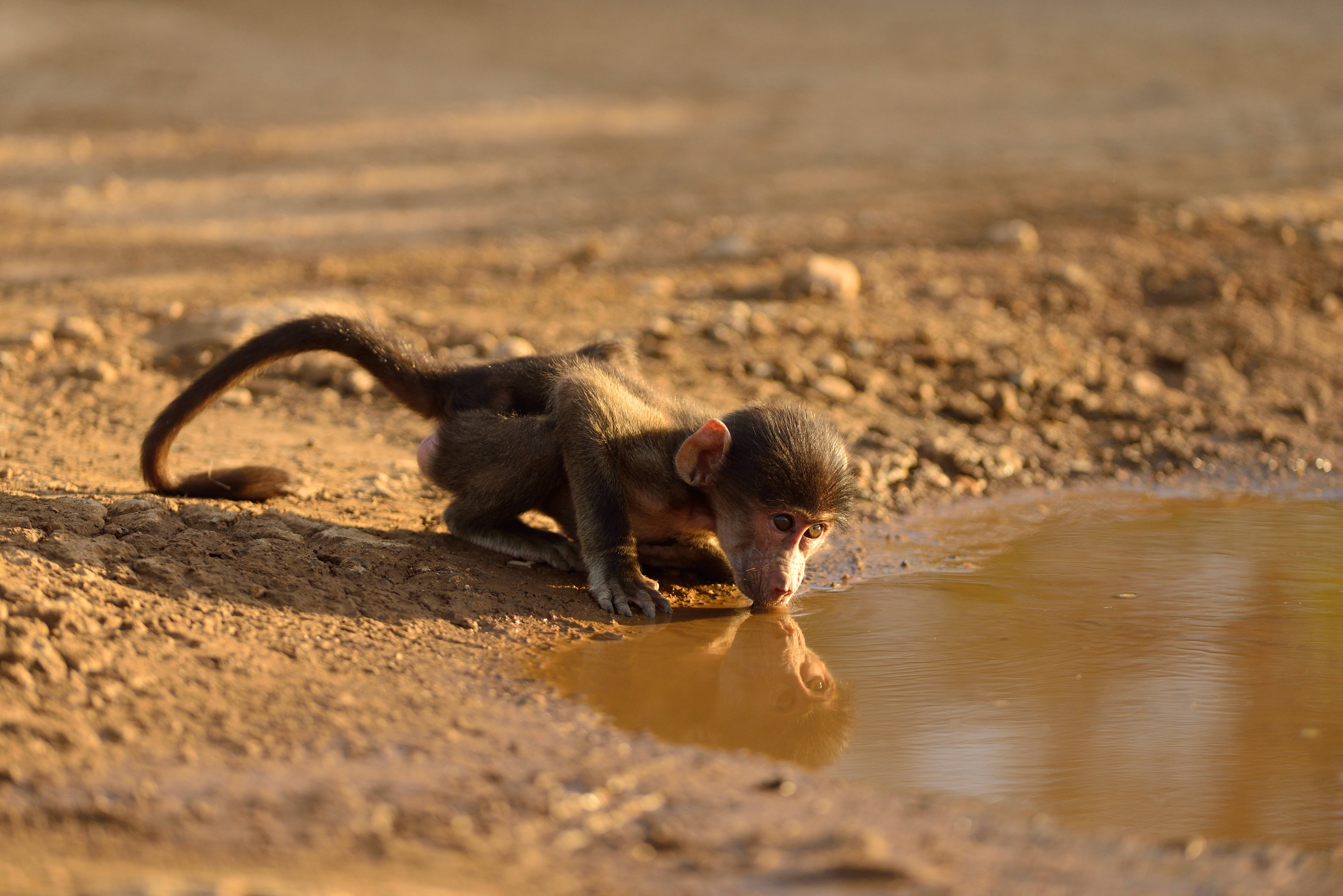 Baby monkey, shallow muddy puddle, warm golden sunlight, 5K Desktop Wallpaper