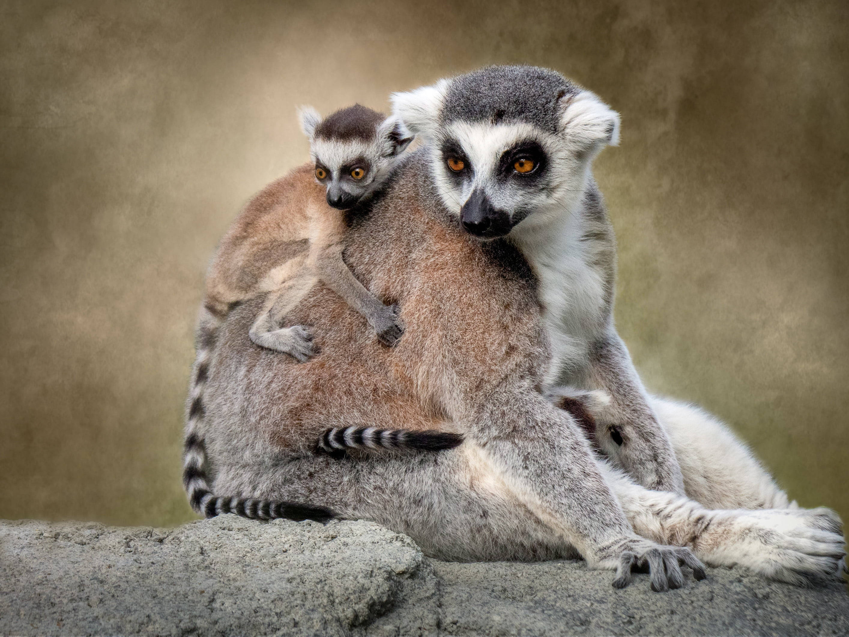 ring-tailed lemur, lemur mother, baby monkey, 2K Desktop Wallpaper