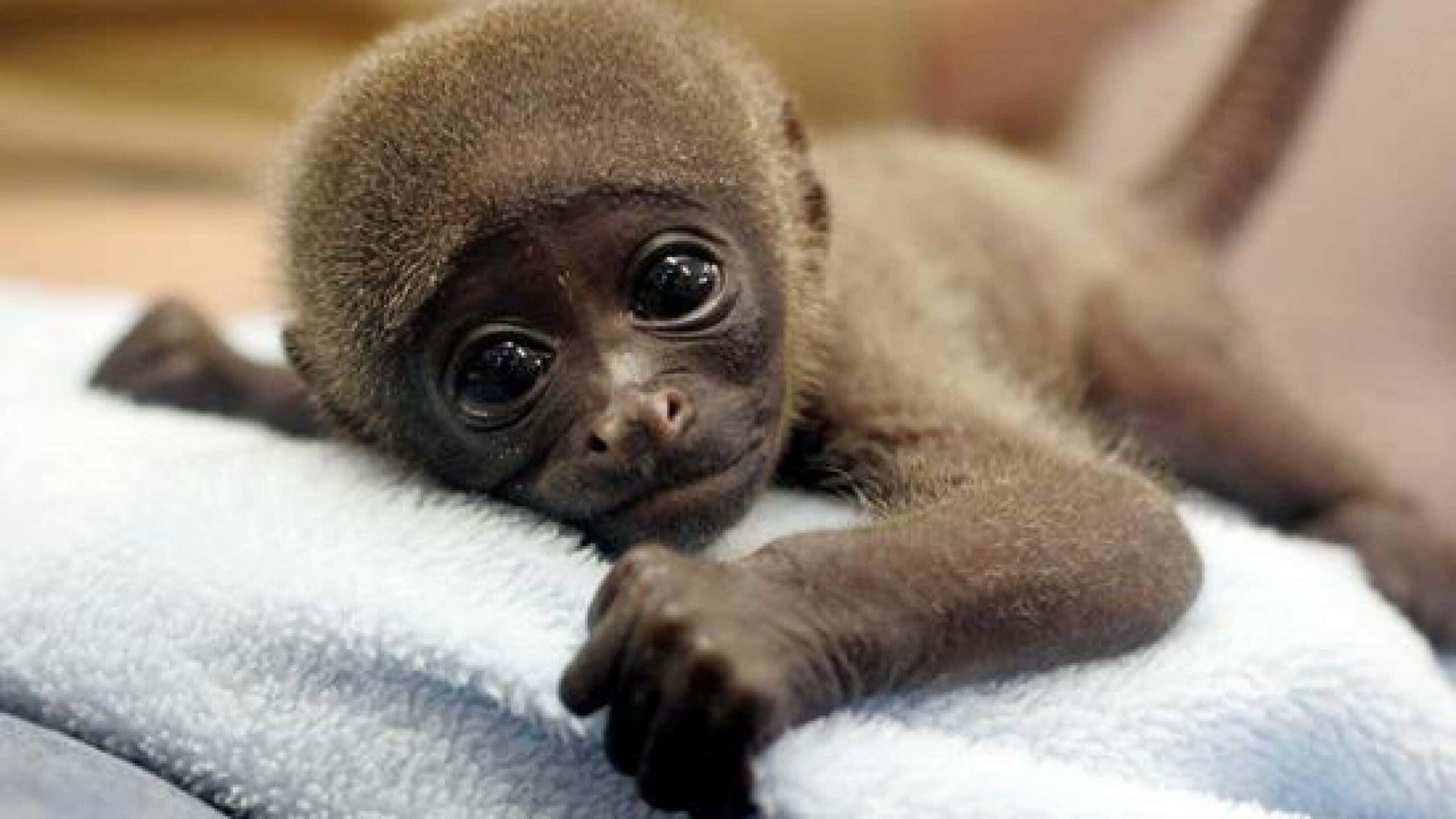 baby monkey, brown, dark eyes, 2K Desktop Wallpaper