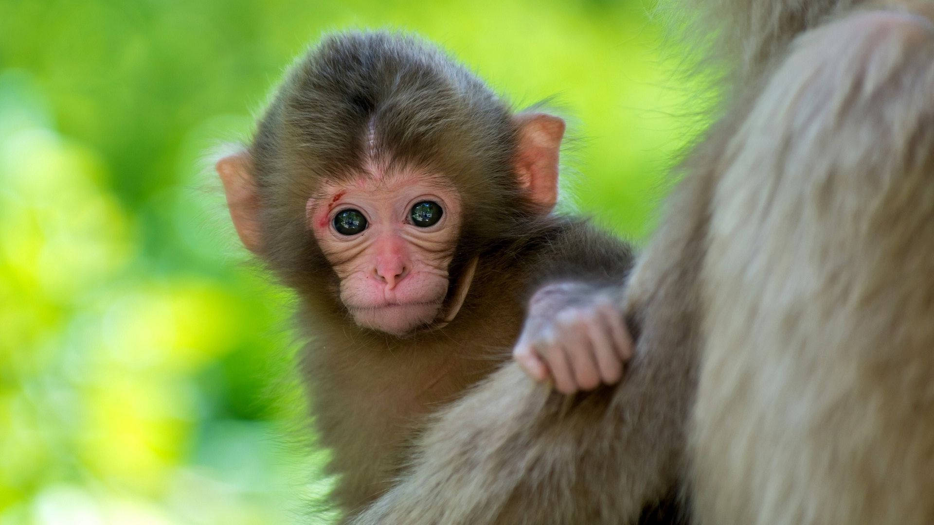 baby monkey, big dark eyes, mother's fur, Full HD Desktop Wallpaper