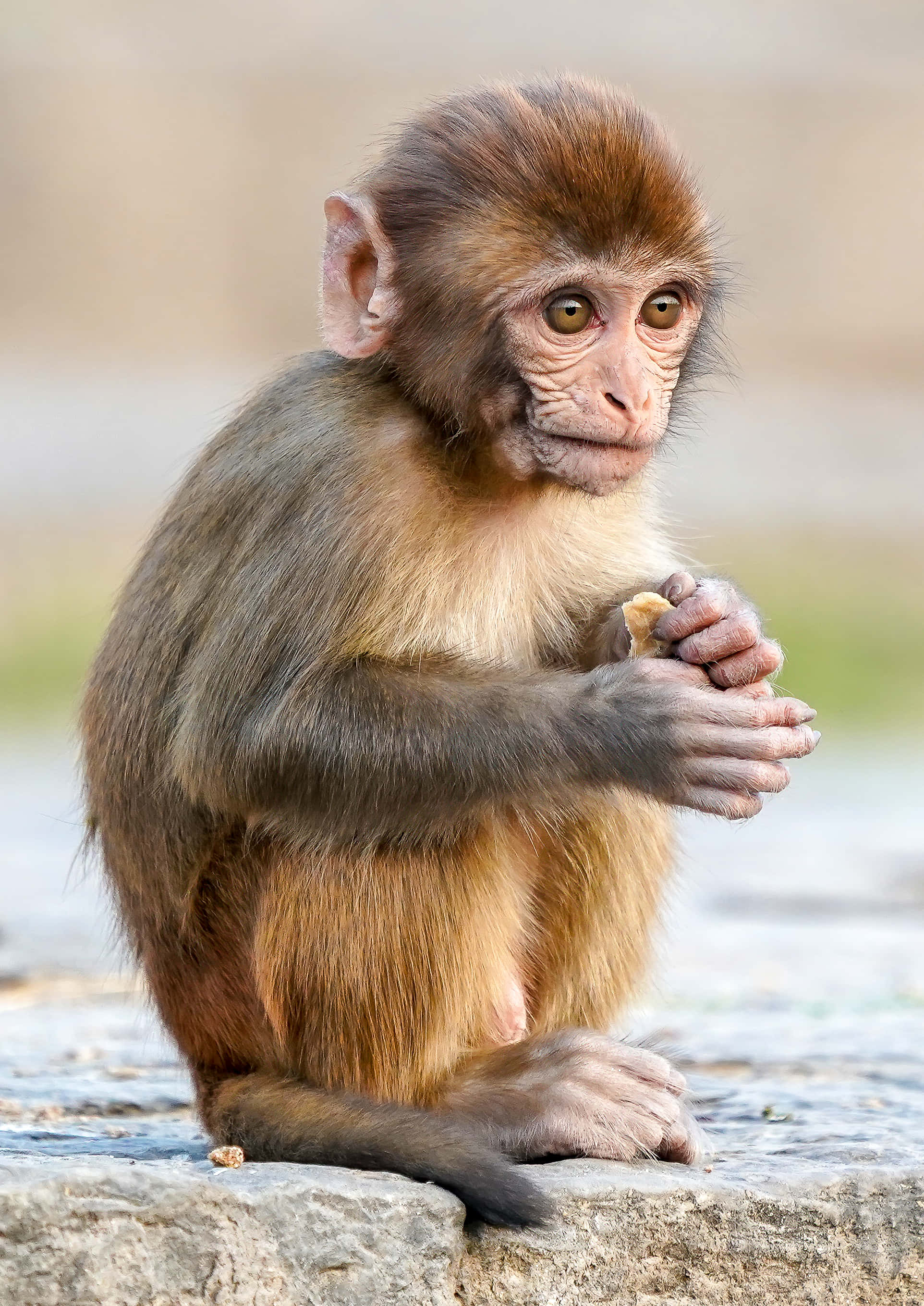 young monkey, brown fur, stone, 2K Phone Wallpaper